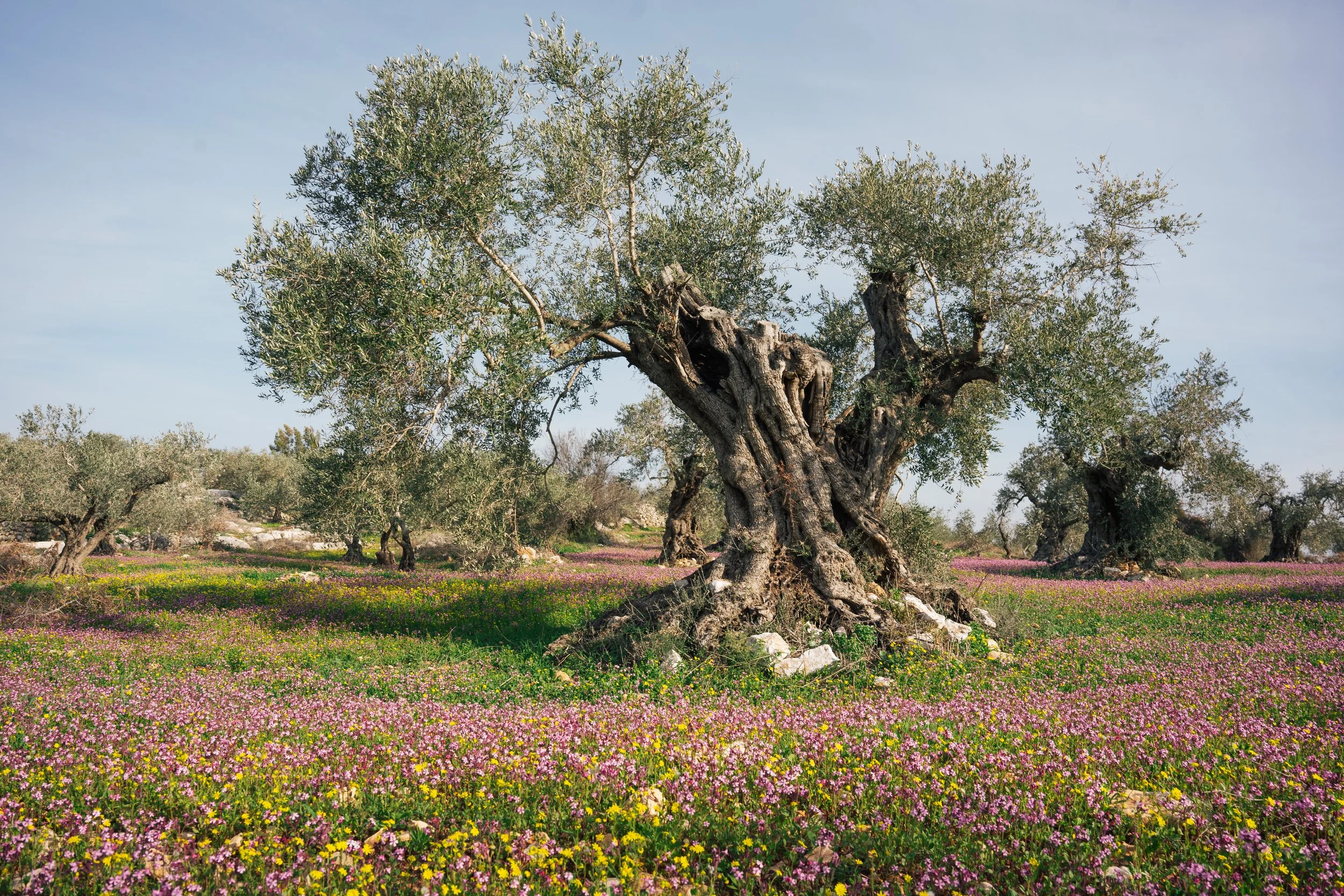  Taken in Tulkarem, Palestine 
