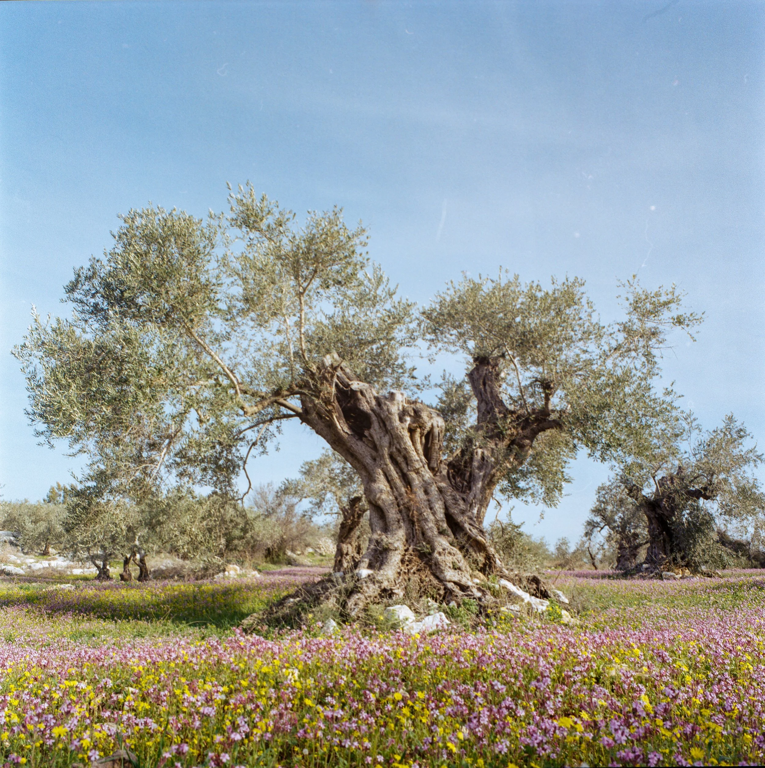  Taken in Tulkarem, Palestine 