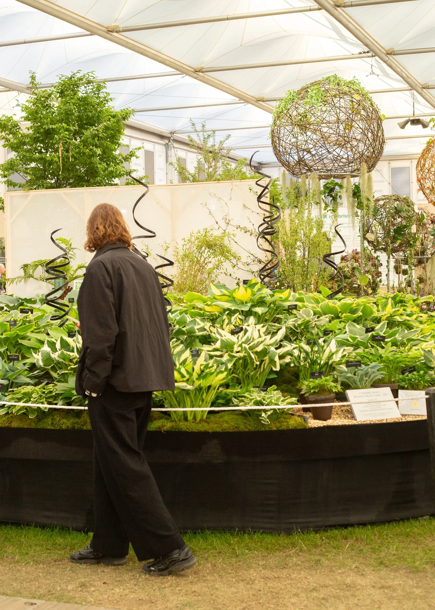 RHS Chelsea Flower Show for Chive, 2025.