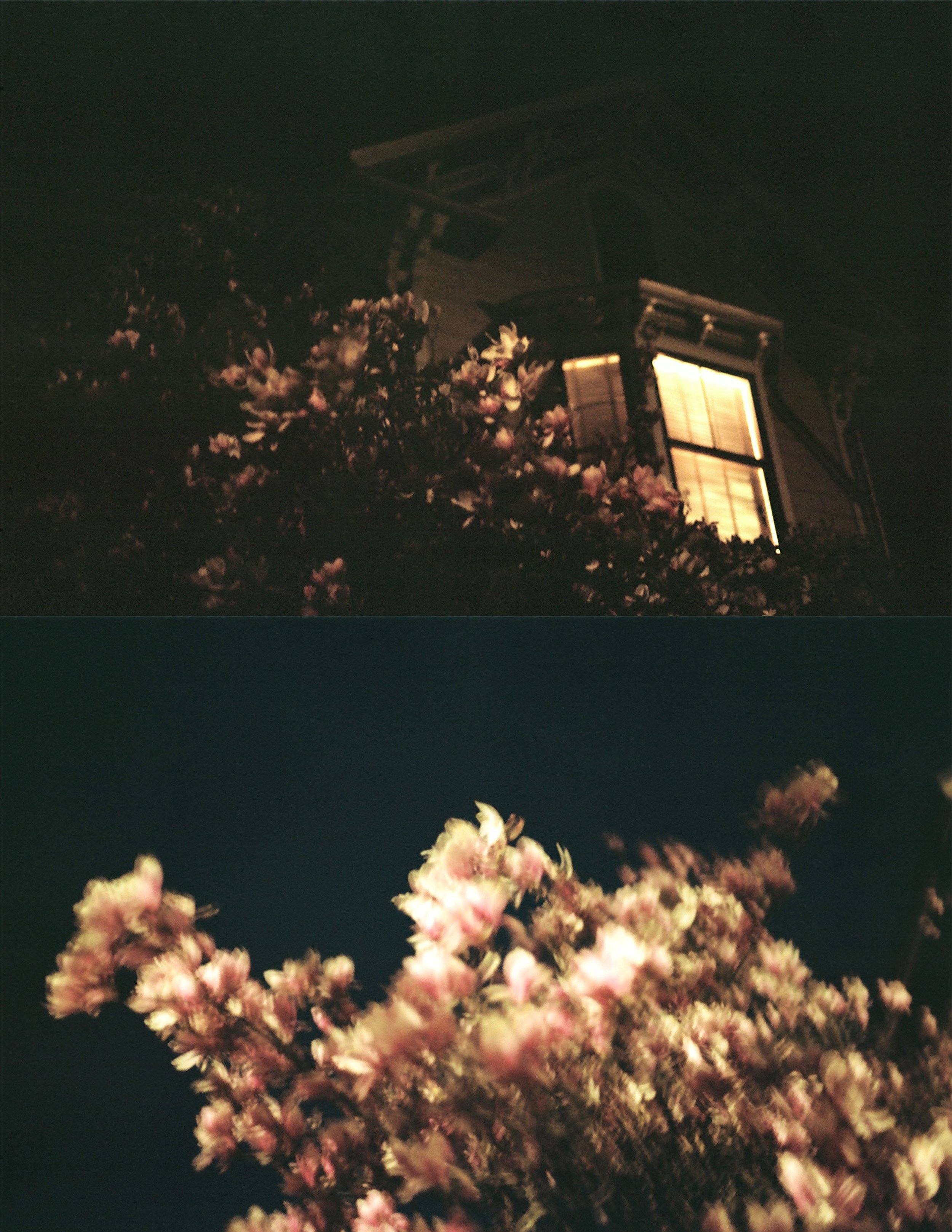 Night Flowers III.jpeg
