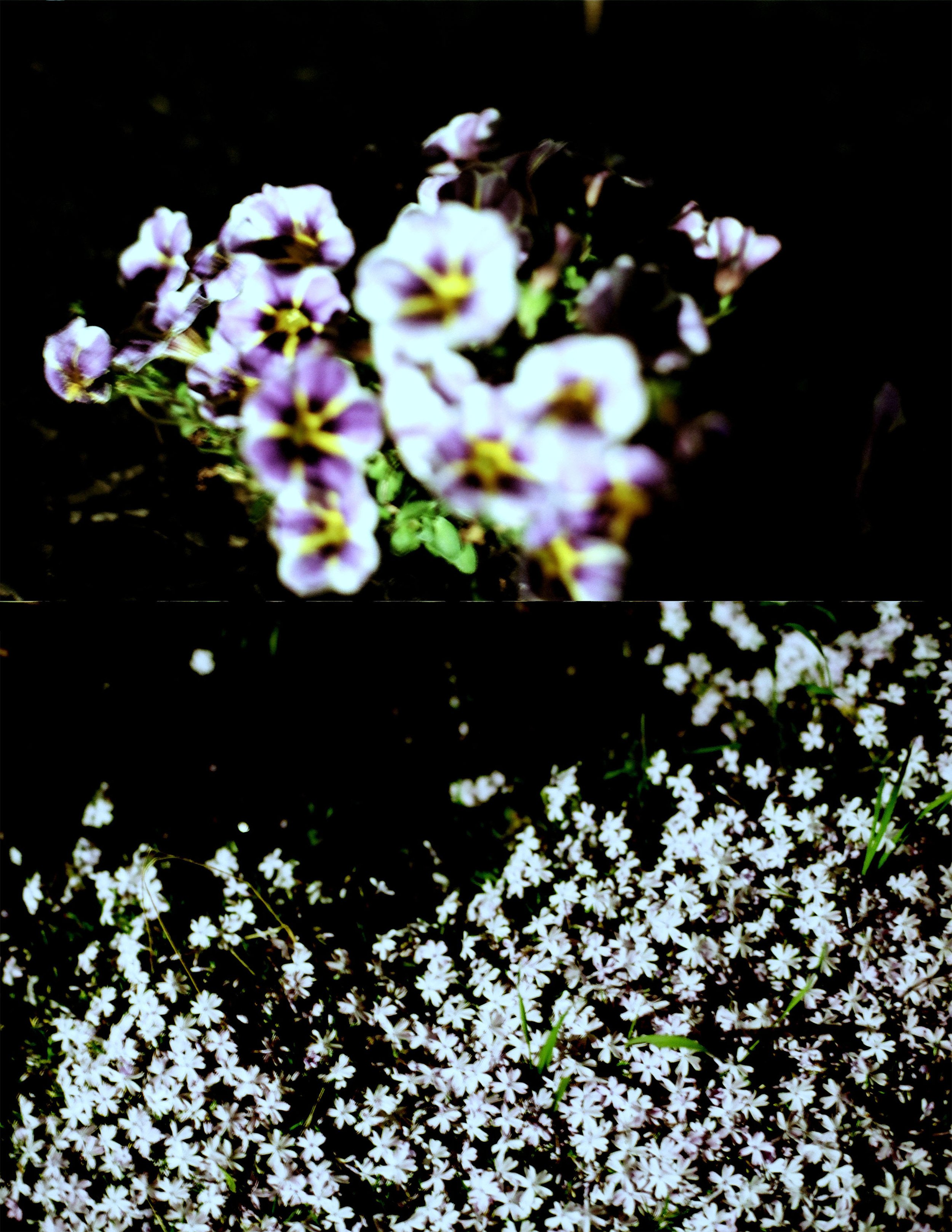 Night Flowers IV.jpeg