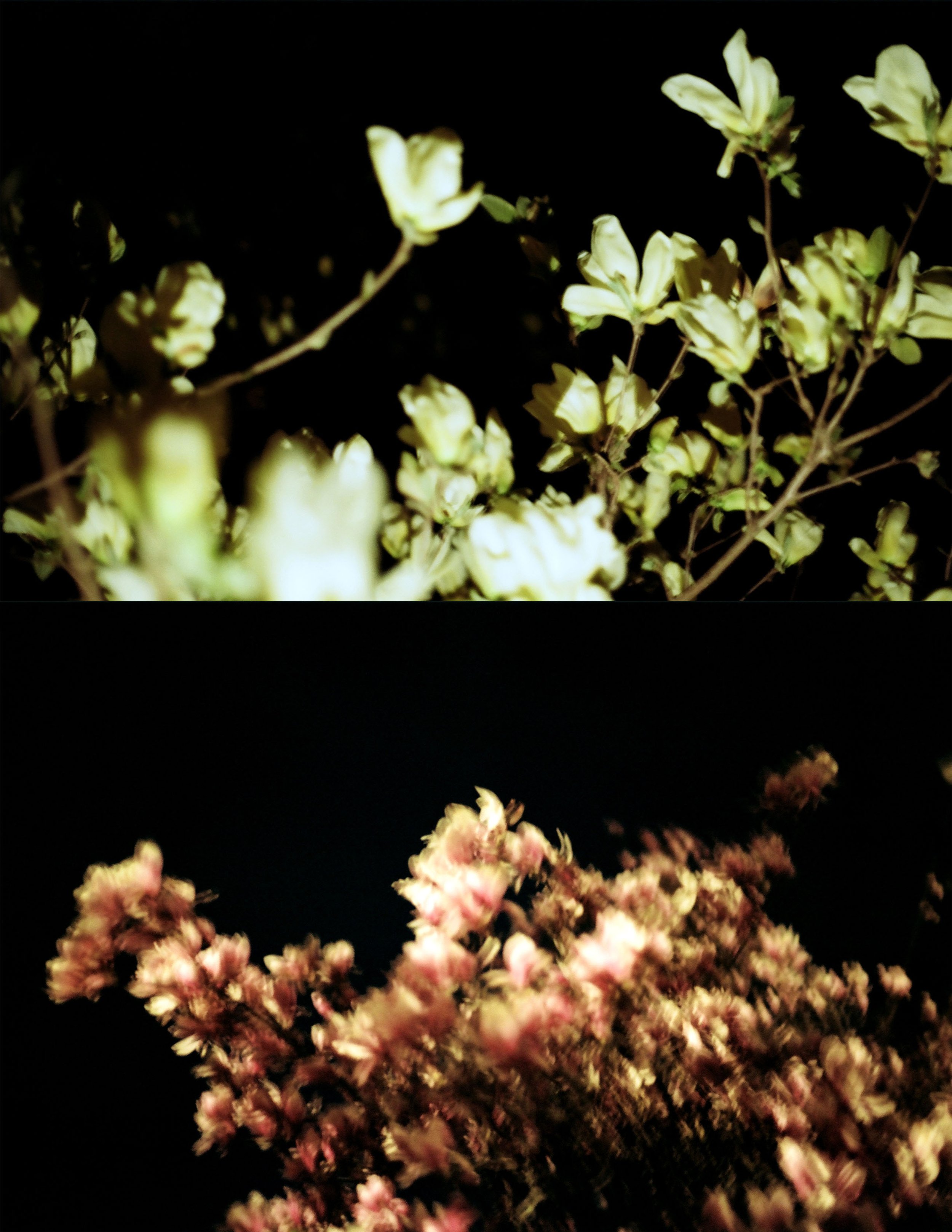 Night Flowers V.jpeg