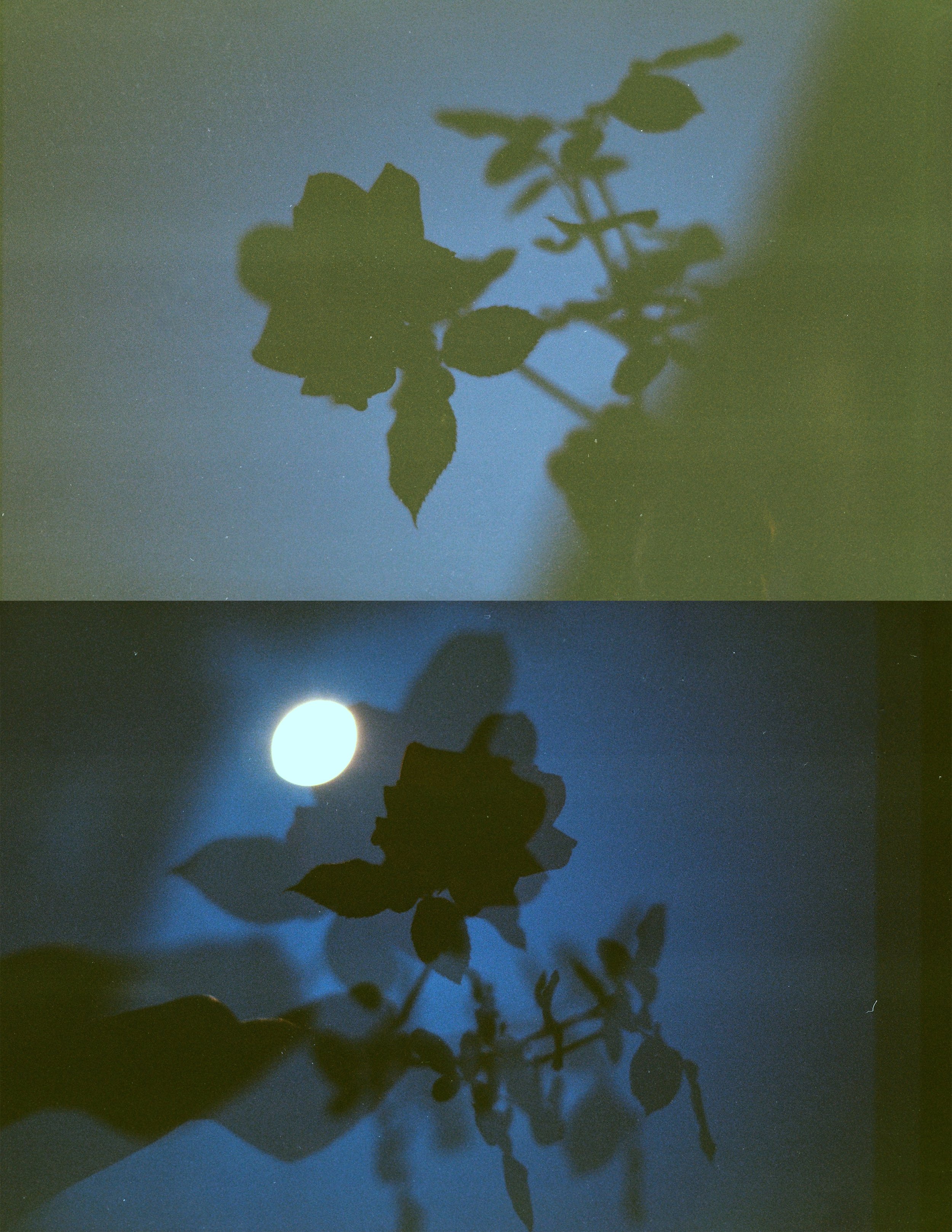 Night Flowers VI.jpeg