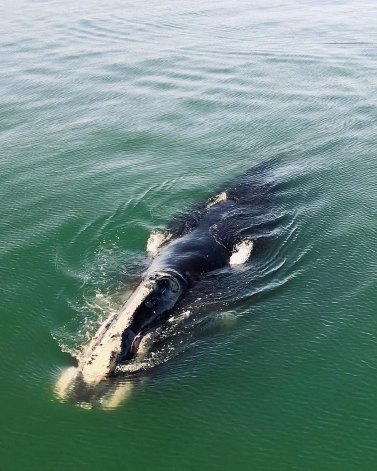 📸 by Twiddy &amp; Co. guest