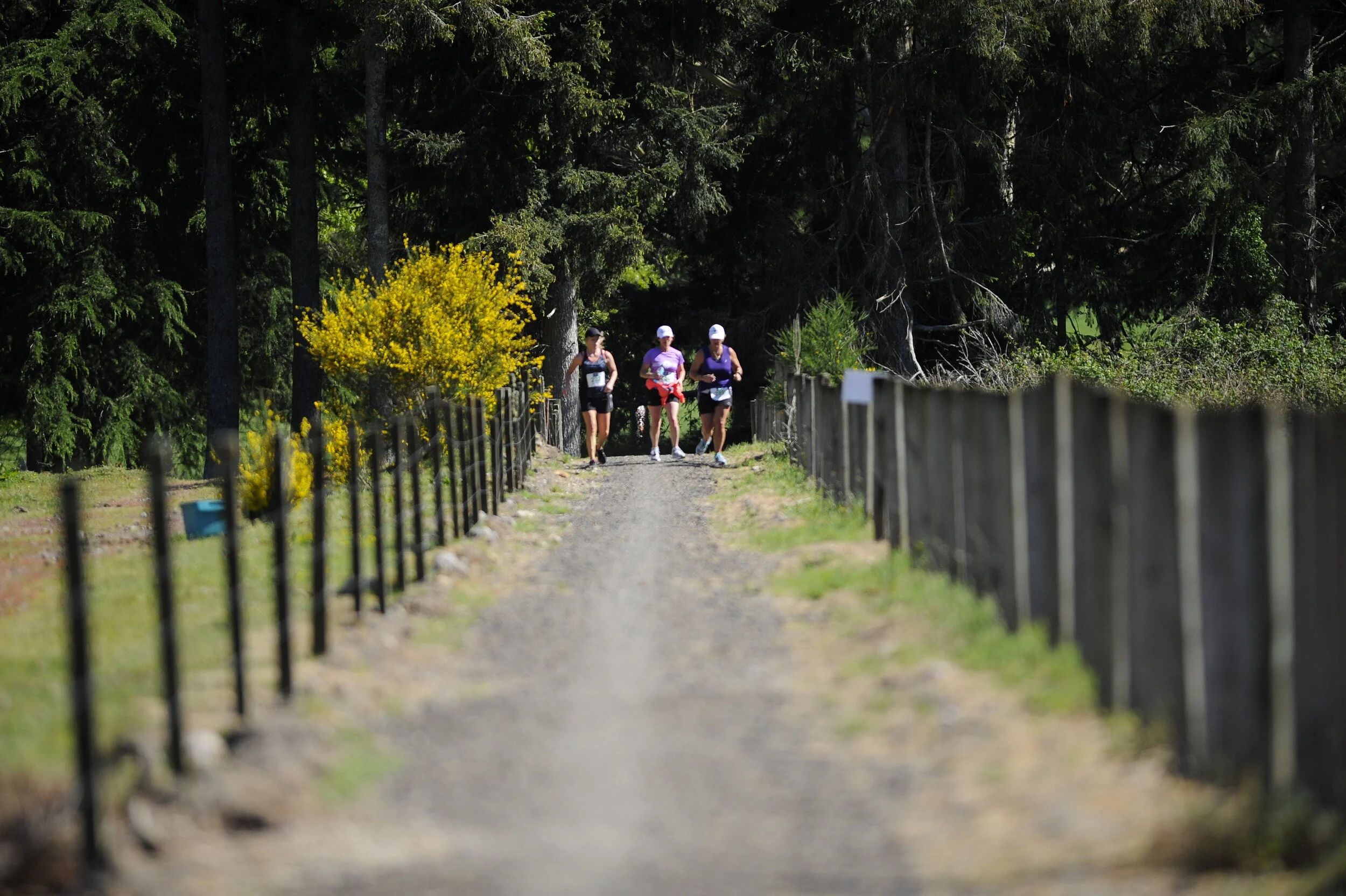 TANIWHA2015_011925.jpg