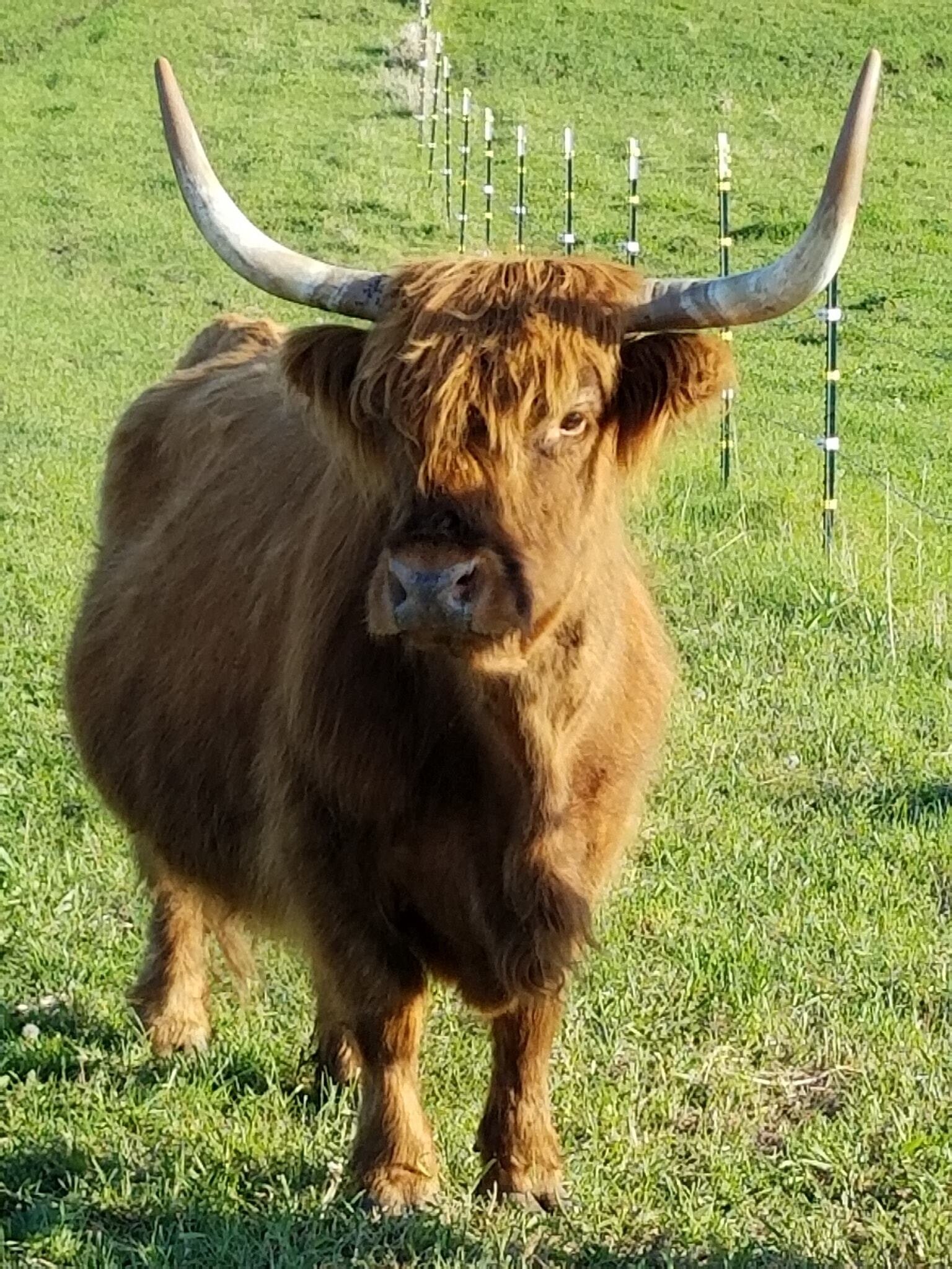 Brian Ehret - cow close up.jpg