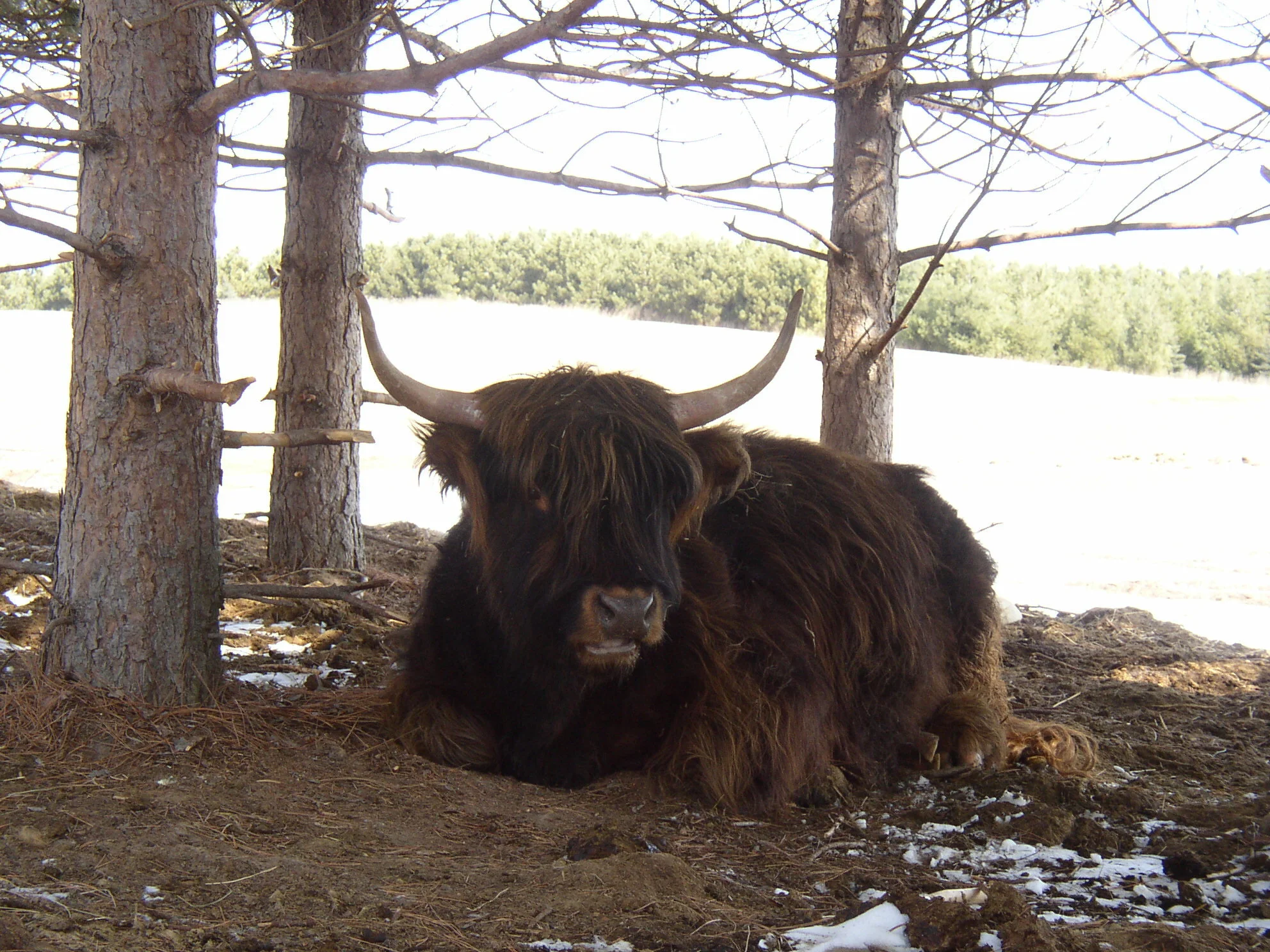 Brian Ehret - 3-18-cattle- (1).JPG