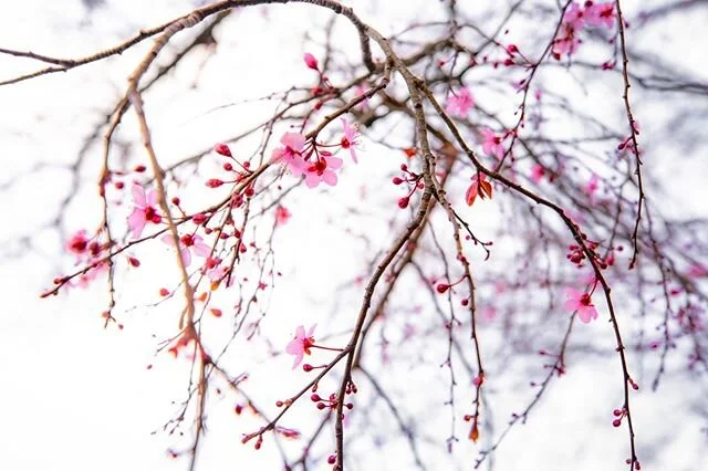 cherry blossoms on the beltline .
.
#atlantasnaps #weloveatl #cherryblossom #photographylife #photooftheday #sonyalpha #sonya7iii #winter #discoveratlanta #atlantaga #streetphotography #clouds #cloudscape #atl #photographylovers #atlanta #photo #atla