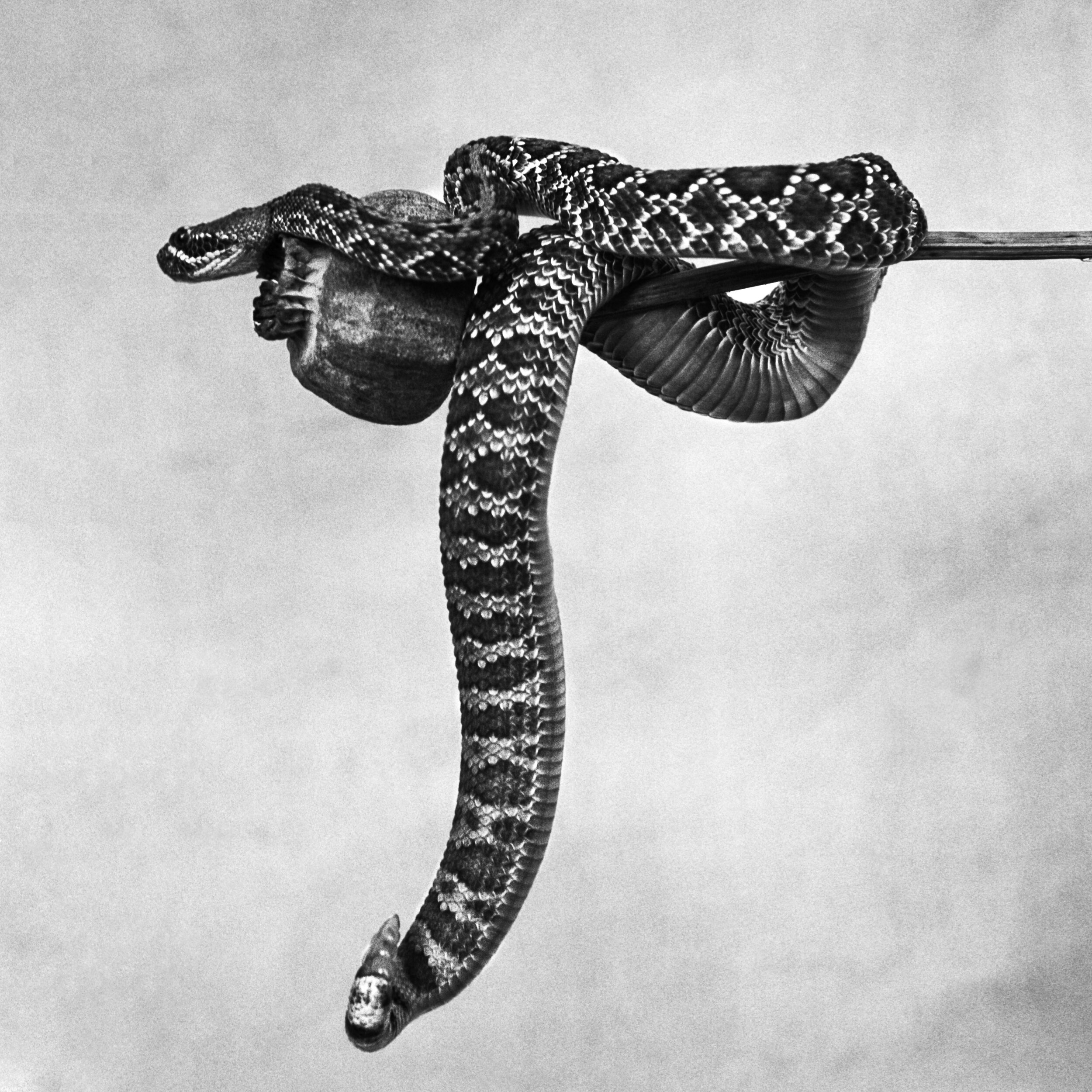 Mohave Rattle Snake Gelatin Silver.jpg