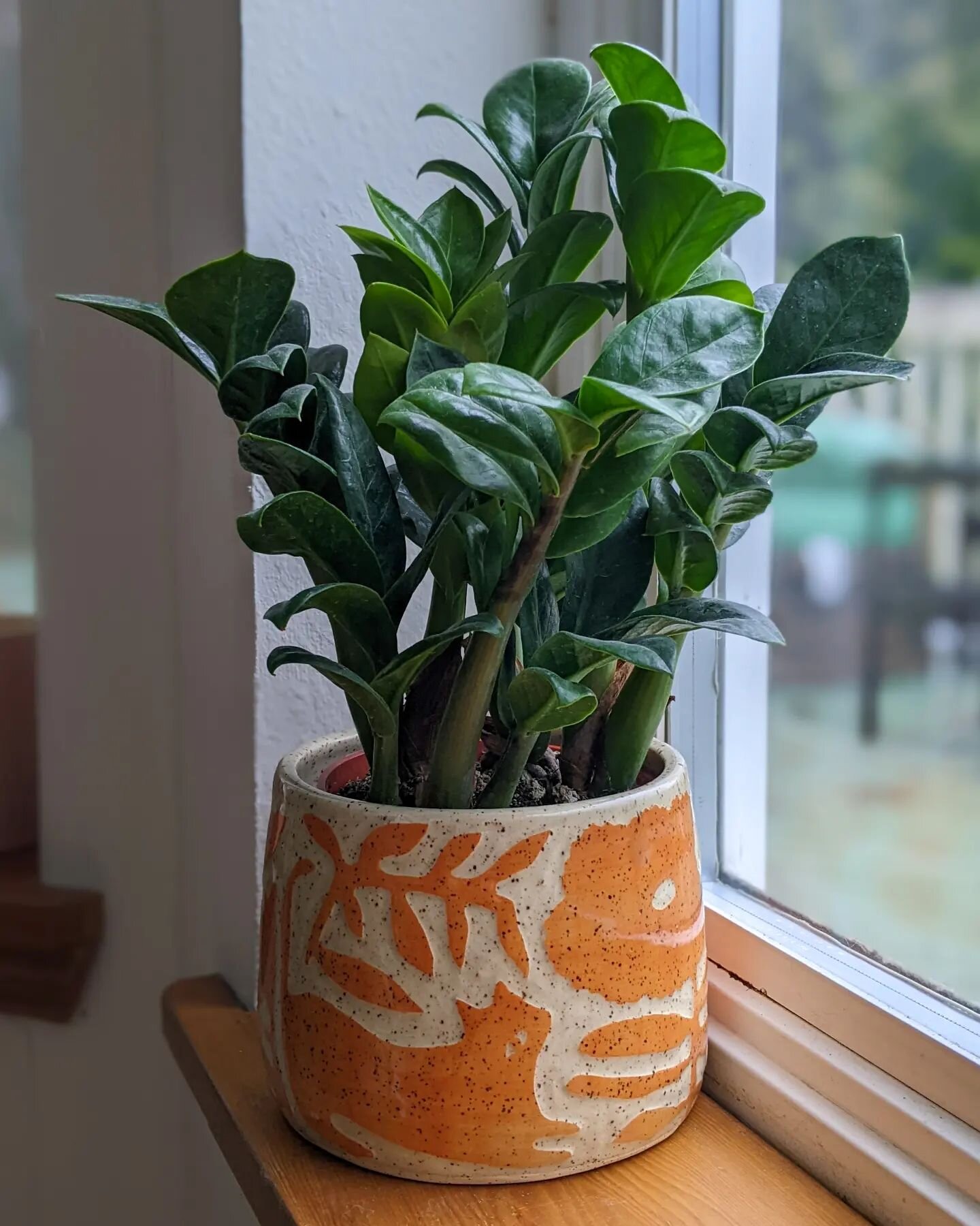 Cats ✅ zz plant ✅

Cats + zz plants ❌

Do you also have to get creative in placing your house plants just so, to keep your beautiful dumb cat from eating them? Zz plants are toxic, and luckily Clover hasn't found this one to test her luck, but she ha