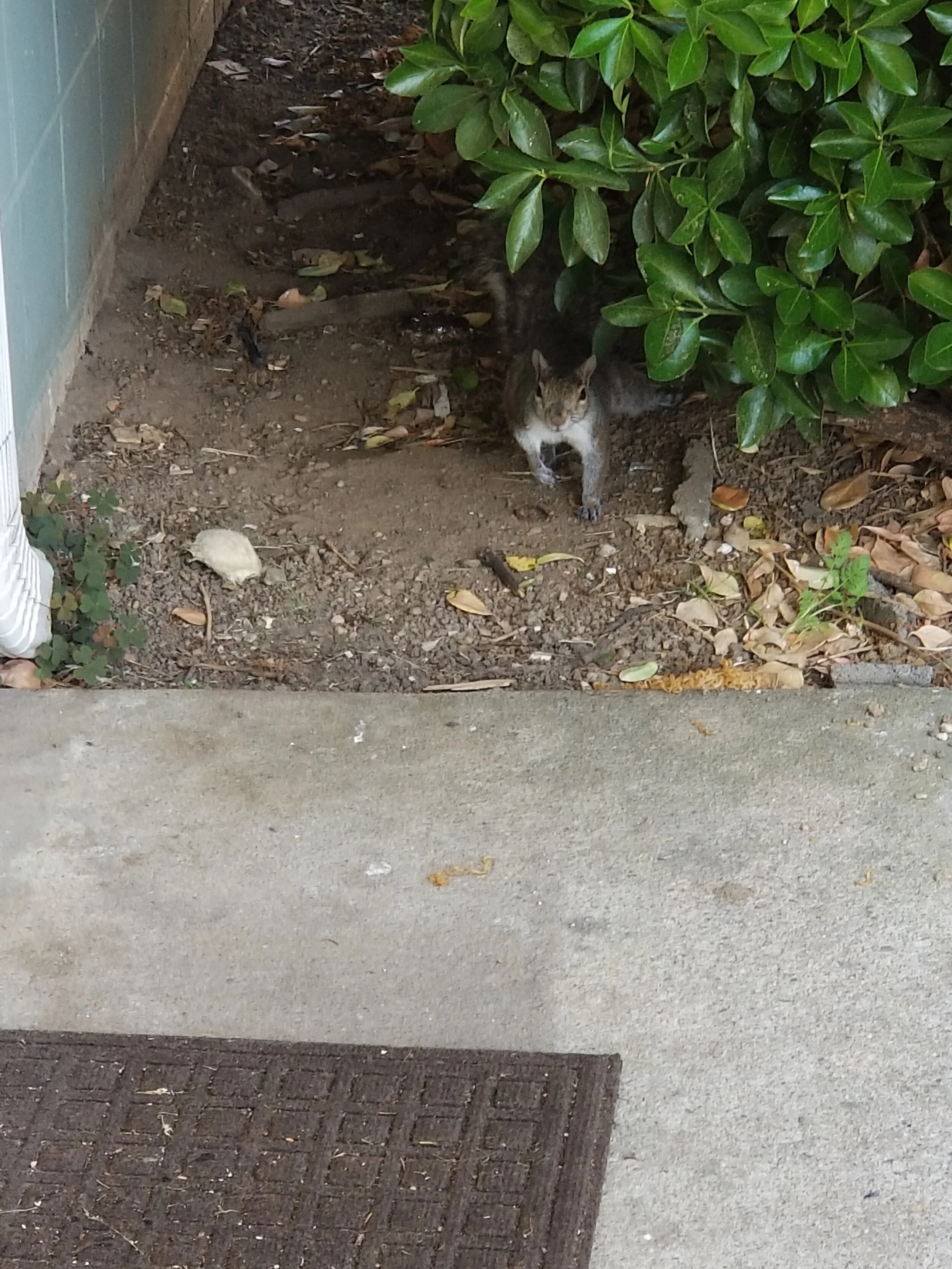 Say Hello To My Little Friend