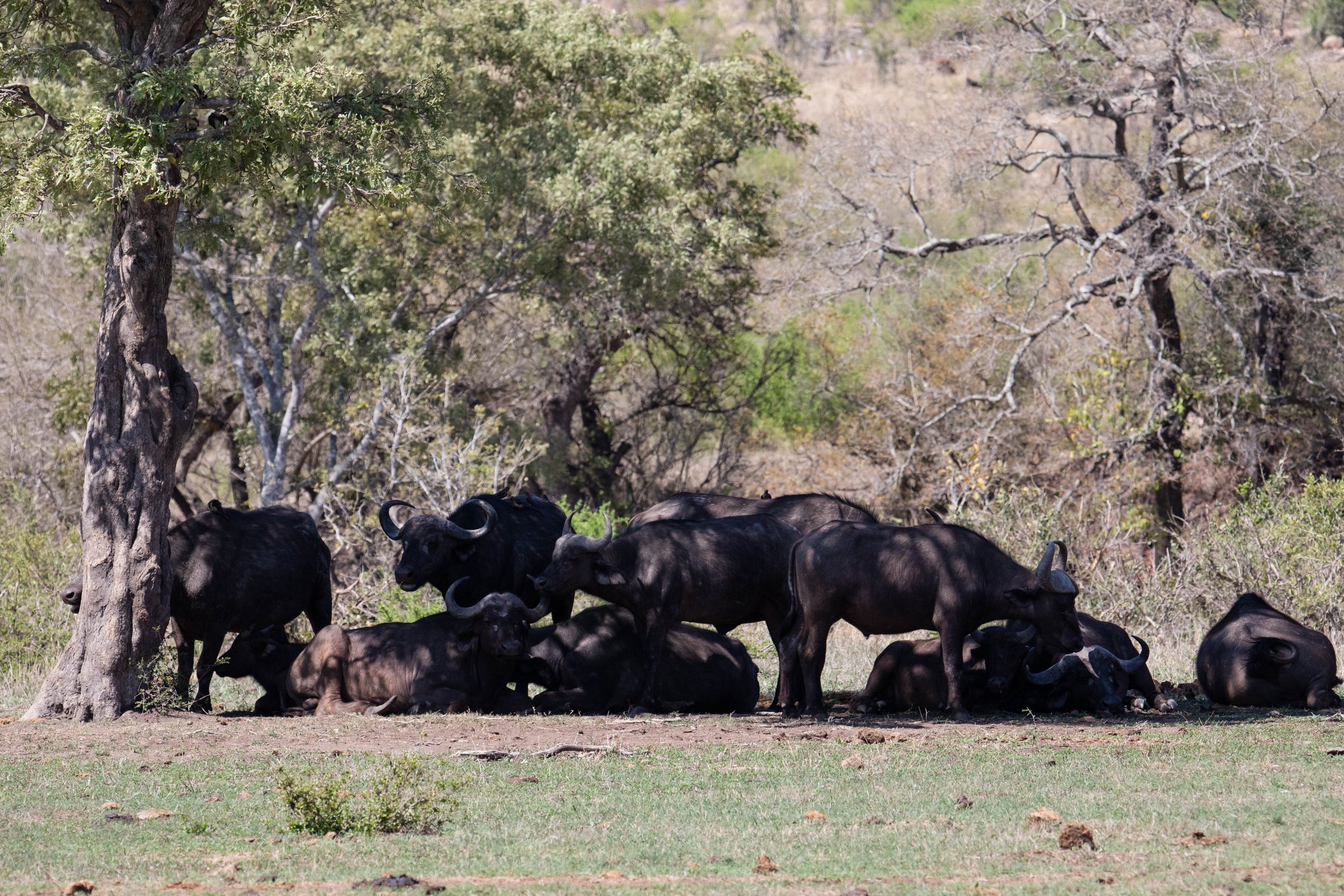 kruger 24-6410.jpg