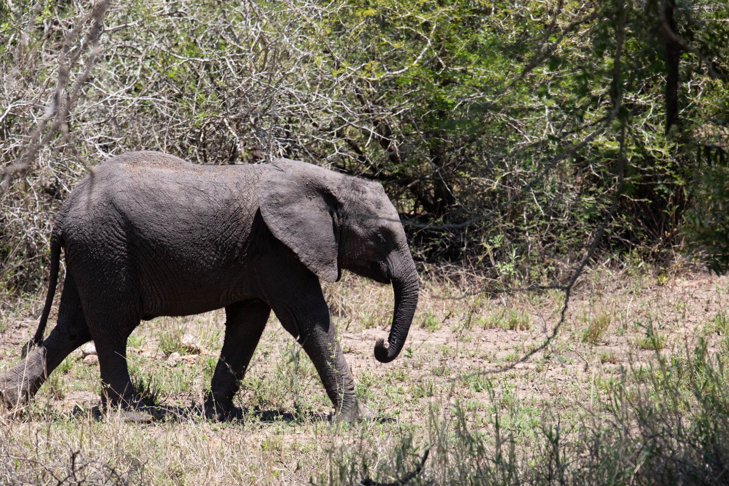 Elephant in the Brush