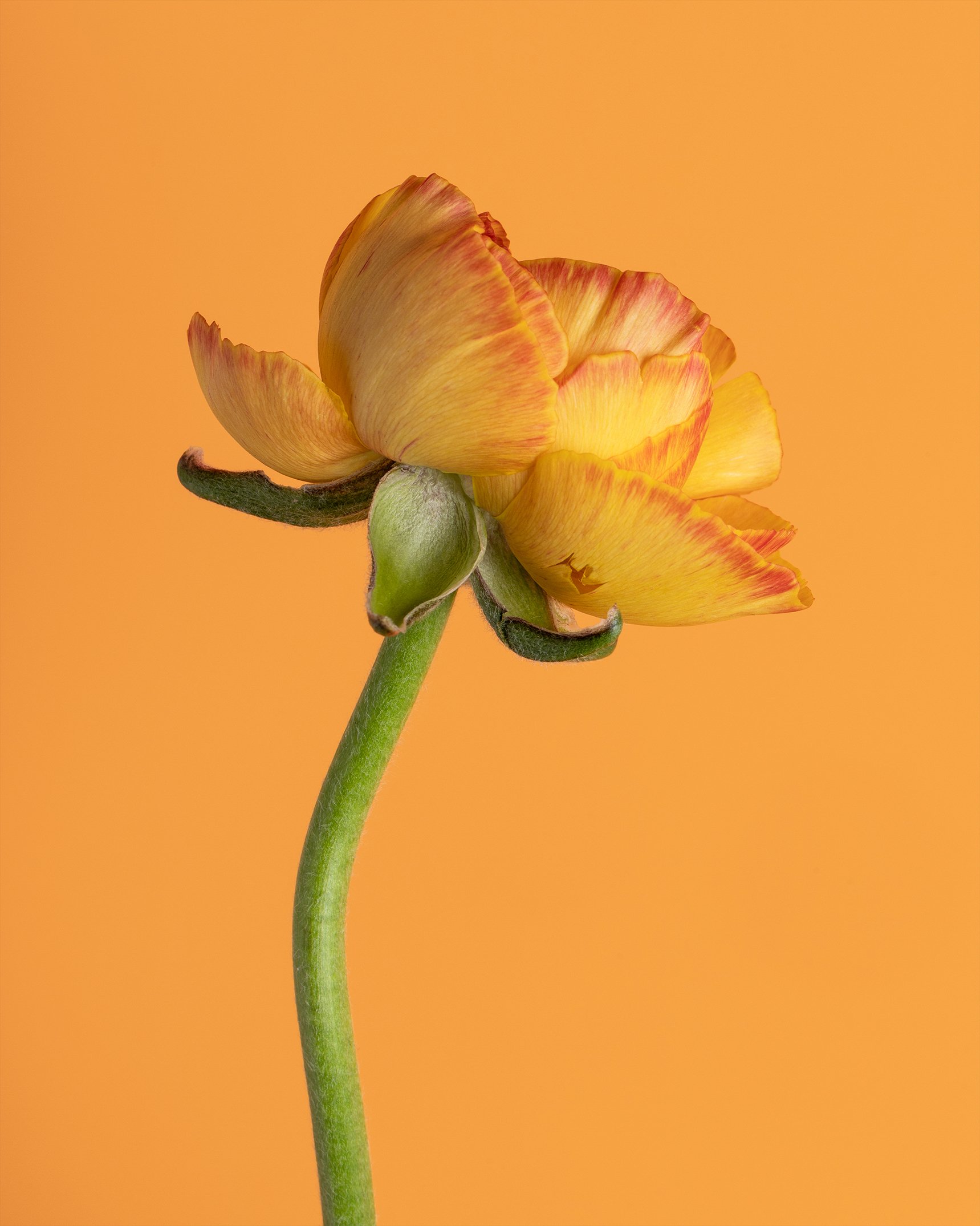 OrangeFloweronOrangeWeb jpg 1719 2149 orangefloweronorangeweb-jpg-1719-2149