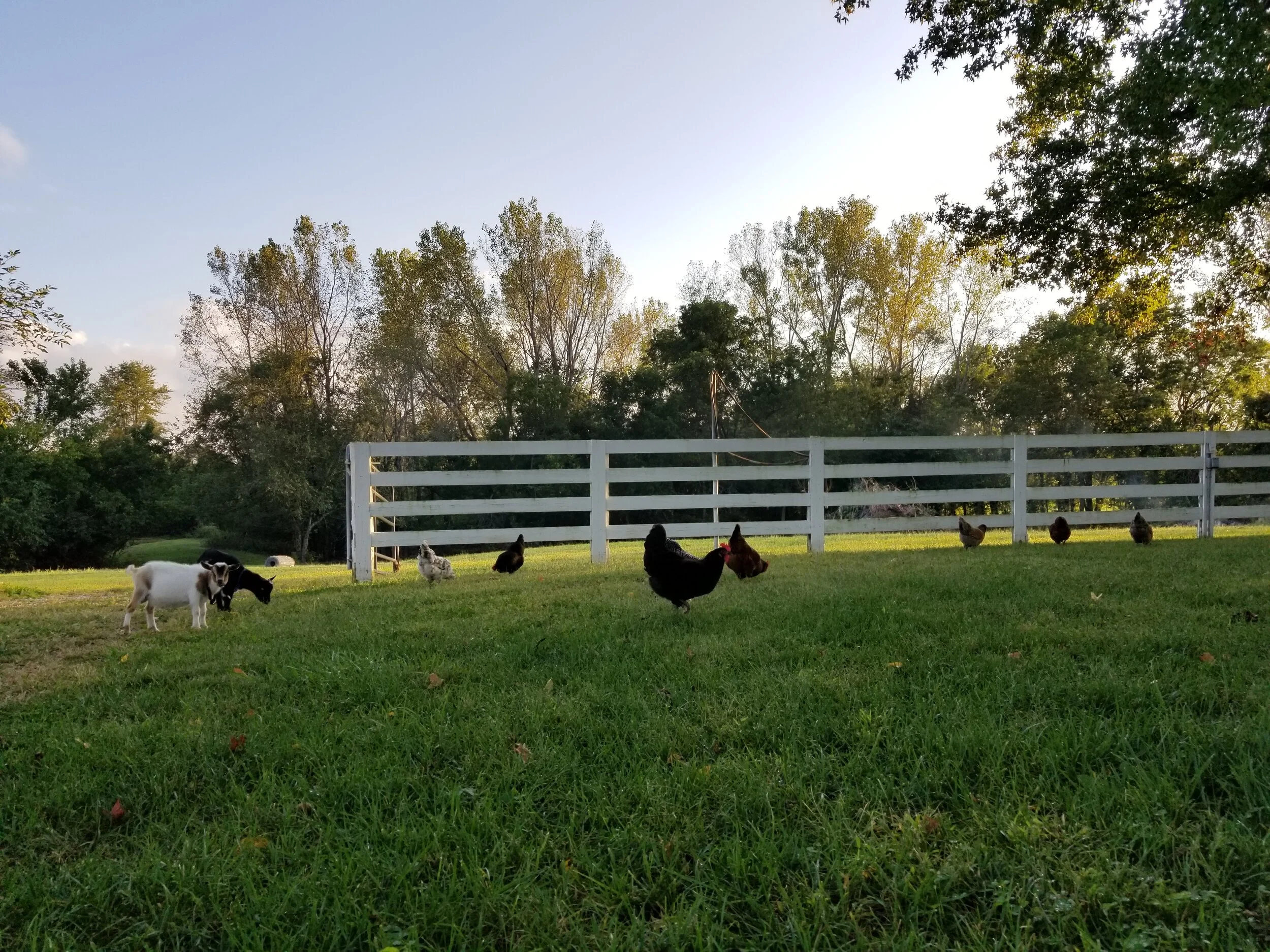 Twin Pines Farm — Twin Pines Farm