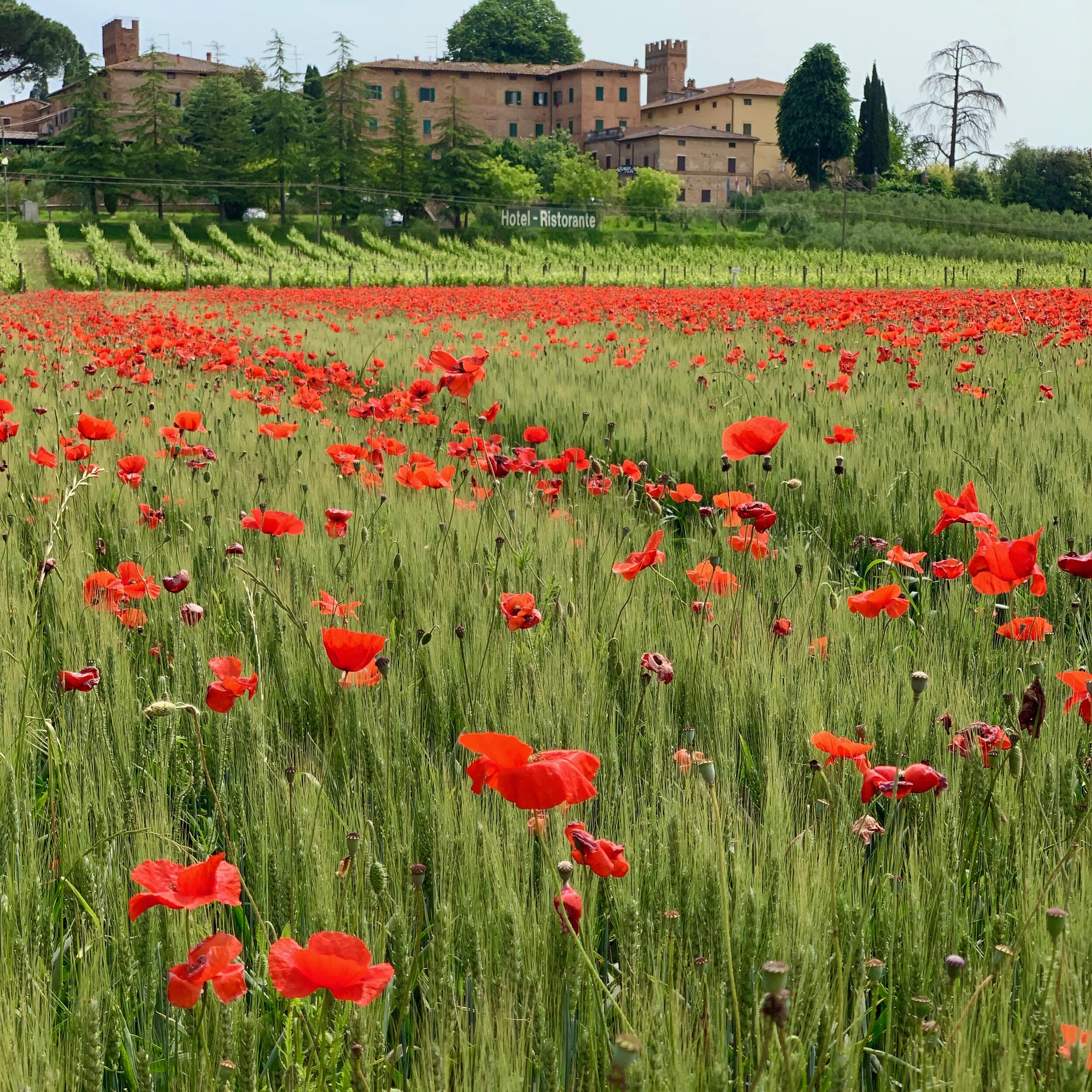 Poppies, Monteroni, d'Arbia