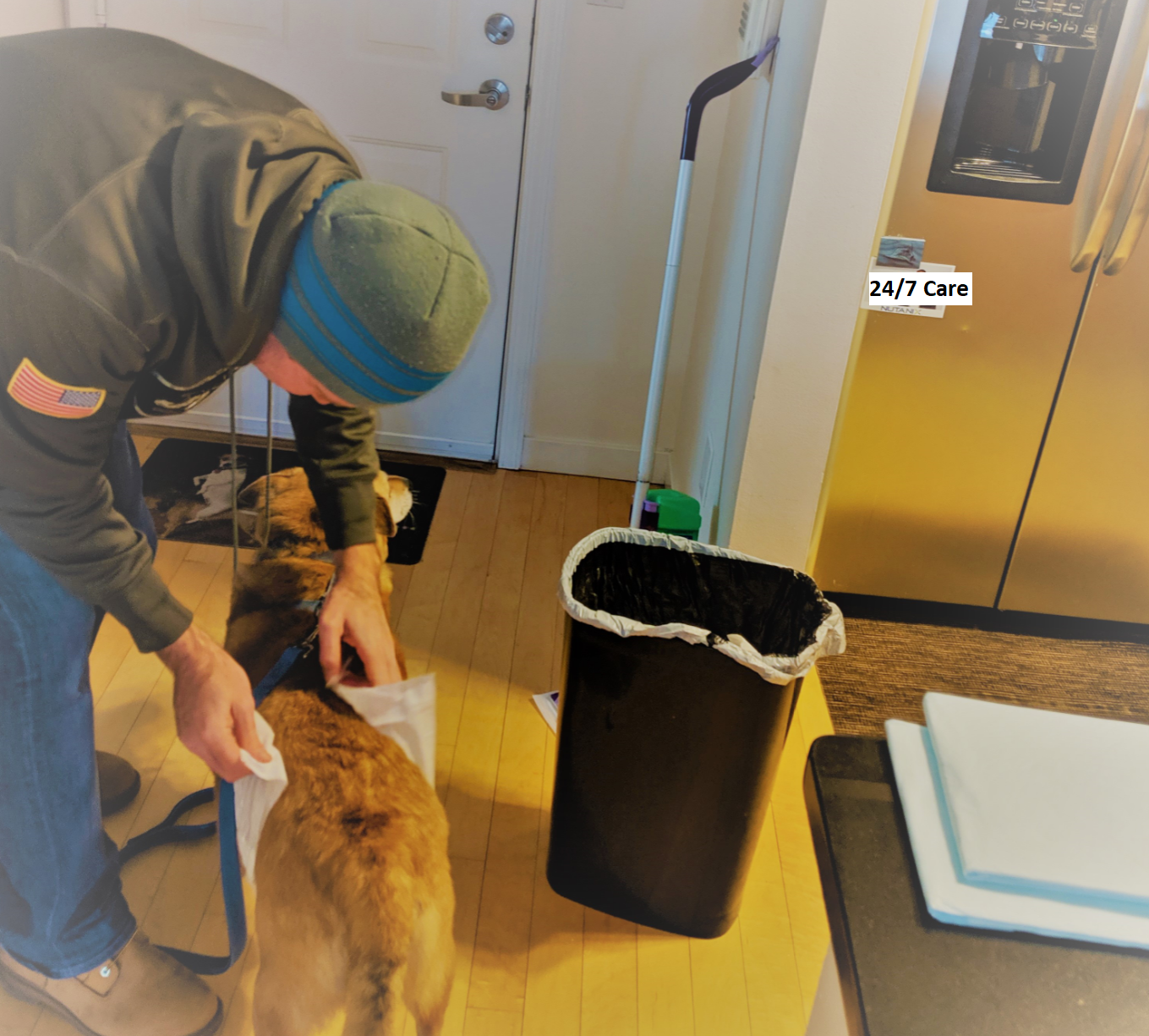 dog care, pets, veternarian bills, dog diapers
