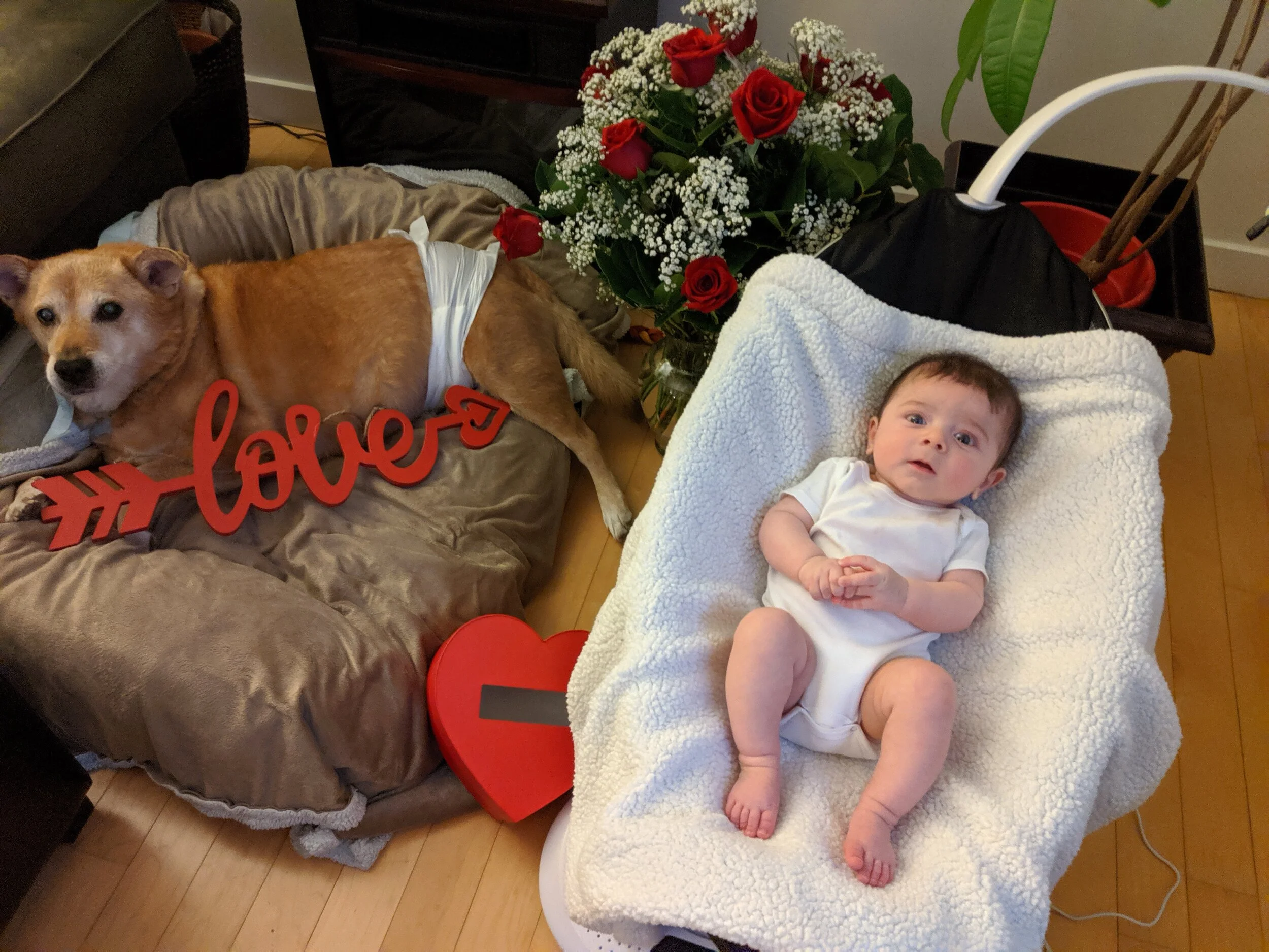 Diapers, Diapers, Diapers! (Part 1): Caring for a Newborn and a Senior Dog at the Same Time 