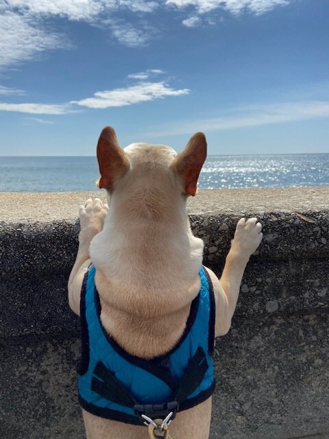 Joy M. - Baxter looking at the ocean.jpg
