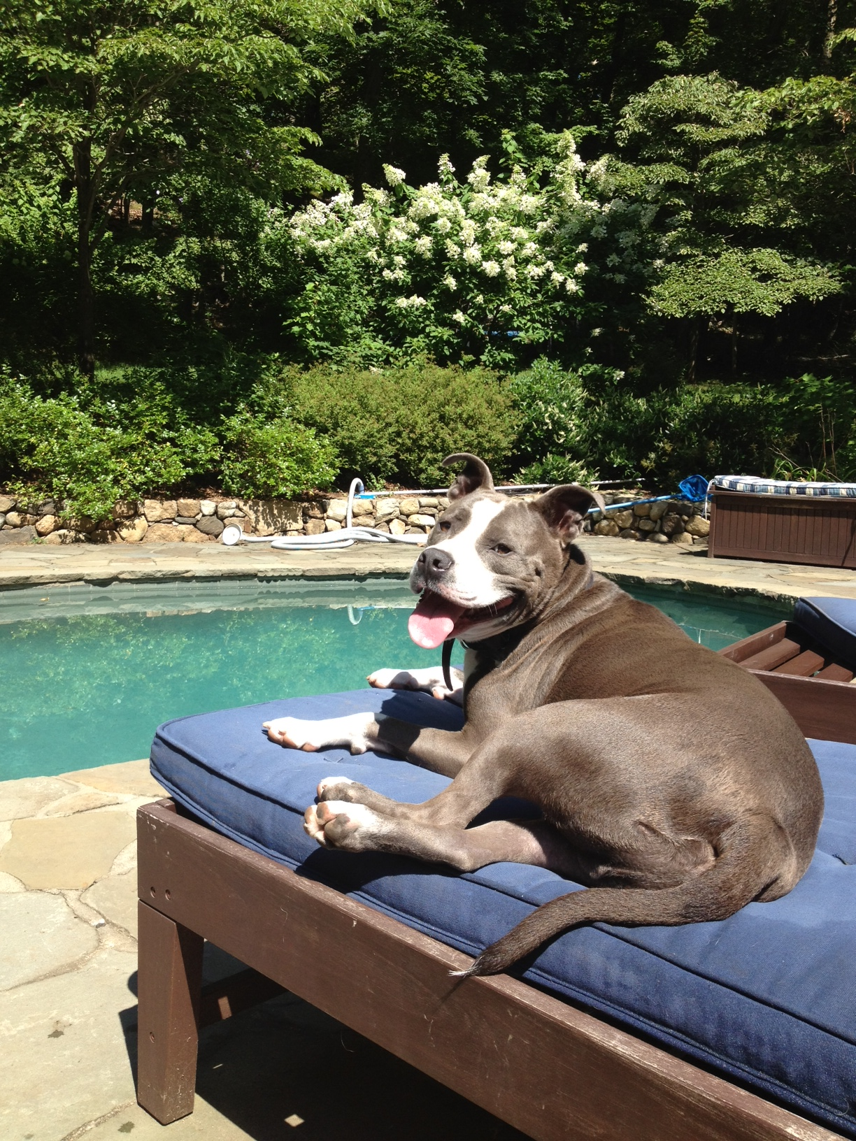 Kathy B. - JoJo at the pool .png