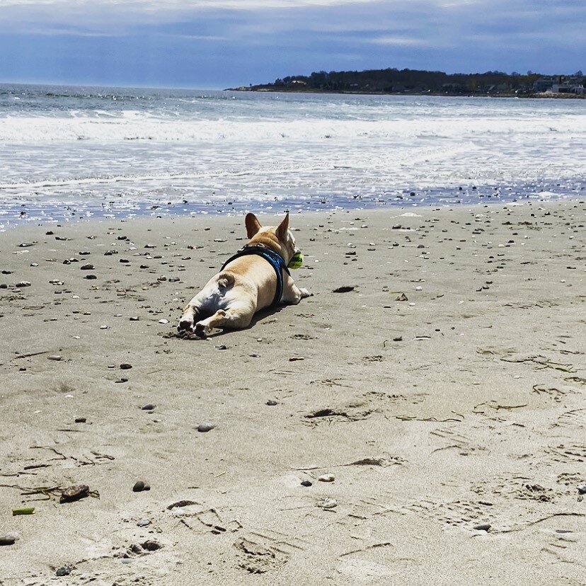 Joy M. - Baxter sunbathing on the beach.jpg