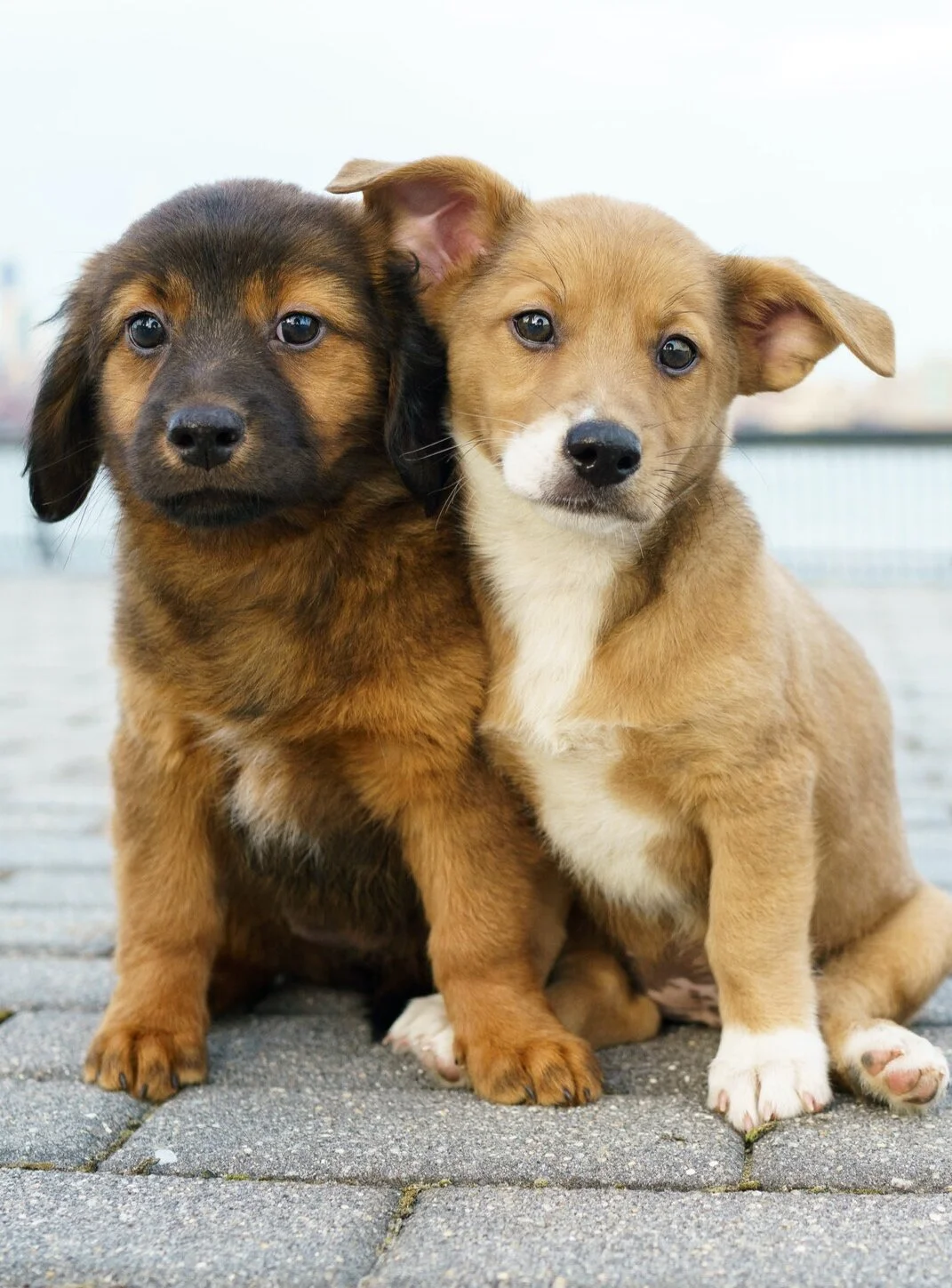 FOSTERING DURING THE PANDEMIC  THE MUTTLY CREW INTERVIEWS FOSTERING EXPERT: TIFFANY JUSTINE C., EAST COAST CANINE RESCUE(ECCR) 