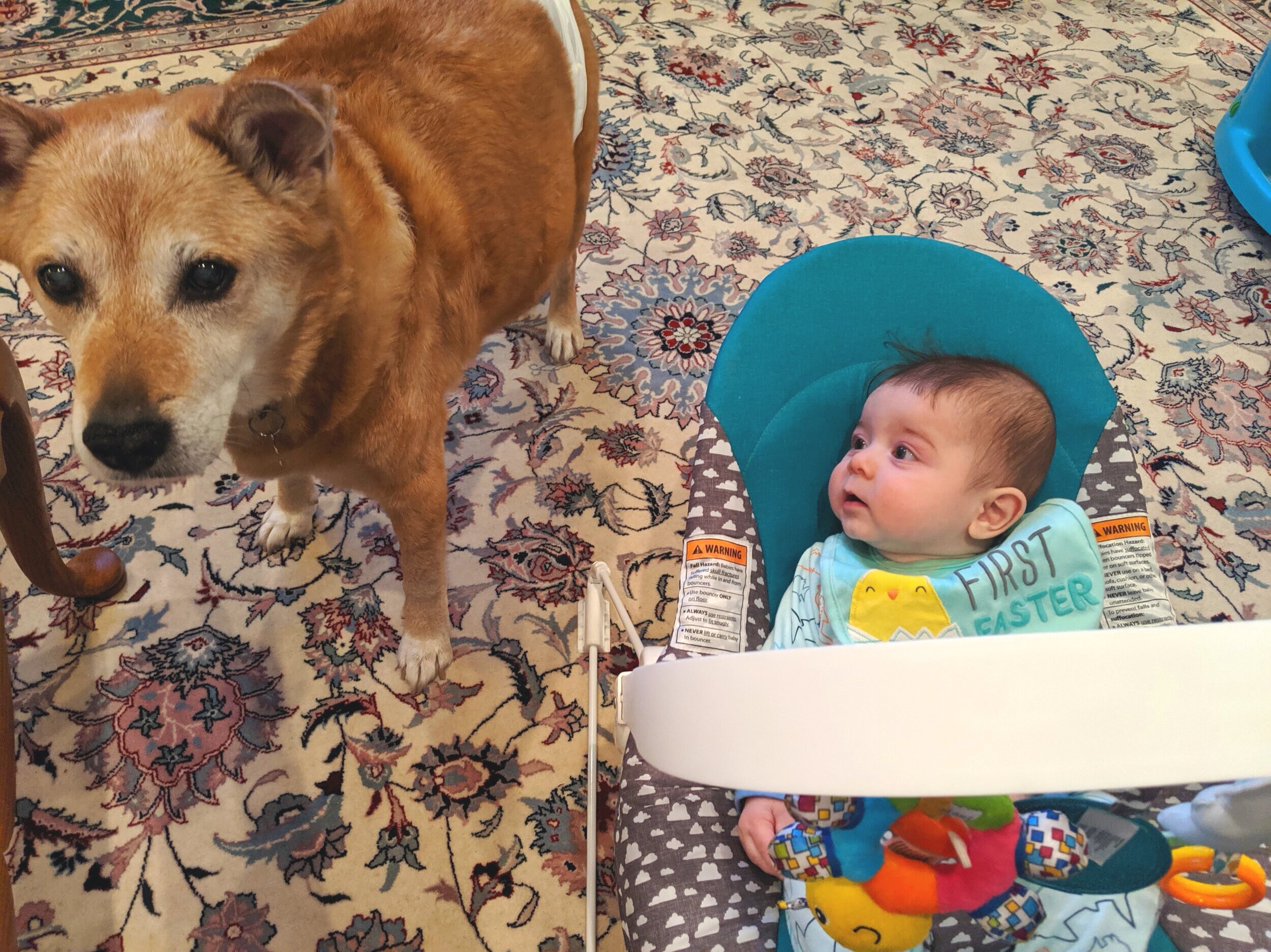 DIAPERS, DIAPERS, DIAPERS (PART 3):  CARING FOR A NEWBORN AND A SENIOR DOG AT THE SAME TIME