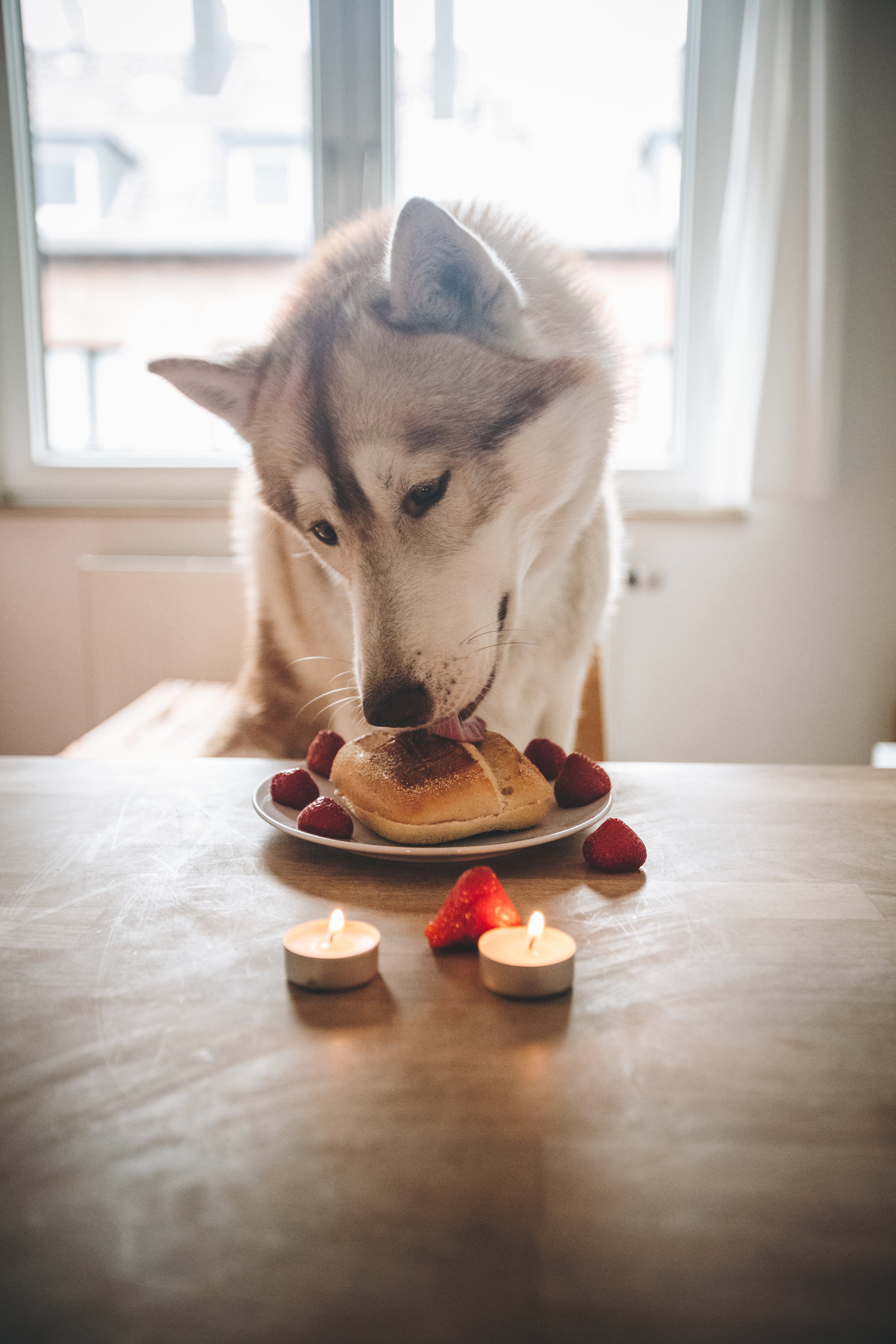 The Muttly Food Competition*** EXTENDED DEADLINE***