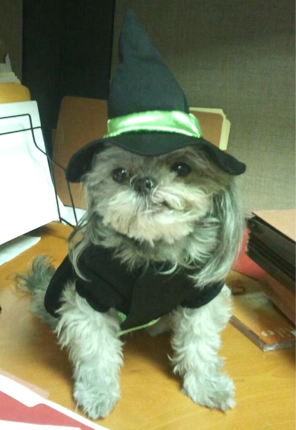 No "Shady Pines" For Pooches