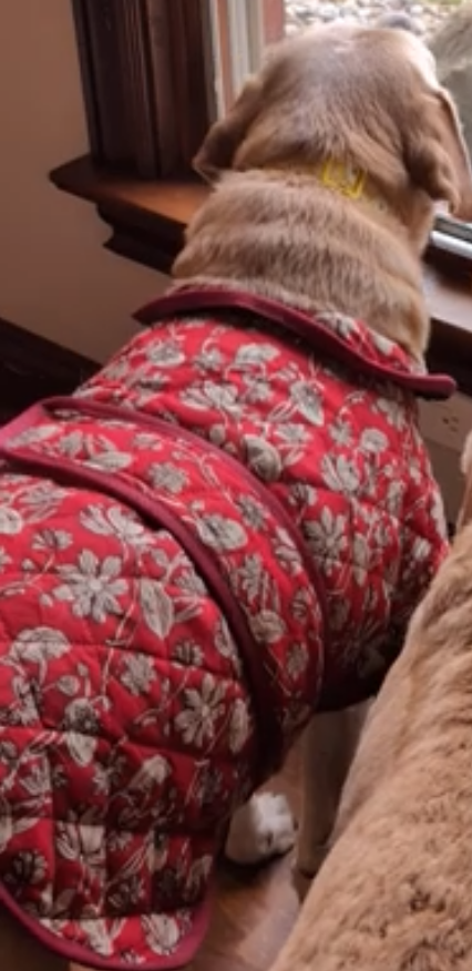 Screenshot 2026-03-06 at 05-11-37 Video - Google Photos.png