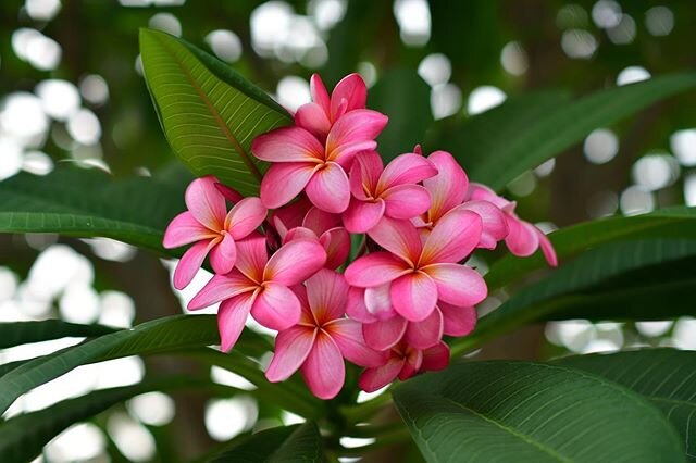 Ohhhh, love at first Frangipani 🌸

These tropical treasures are hard to miss &mdash; you can sometimes smell them before you spot them! According to Hindu mythology, this flower symbolizes all things devotion, life, and renewal. They usually make th
