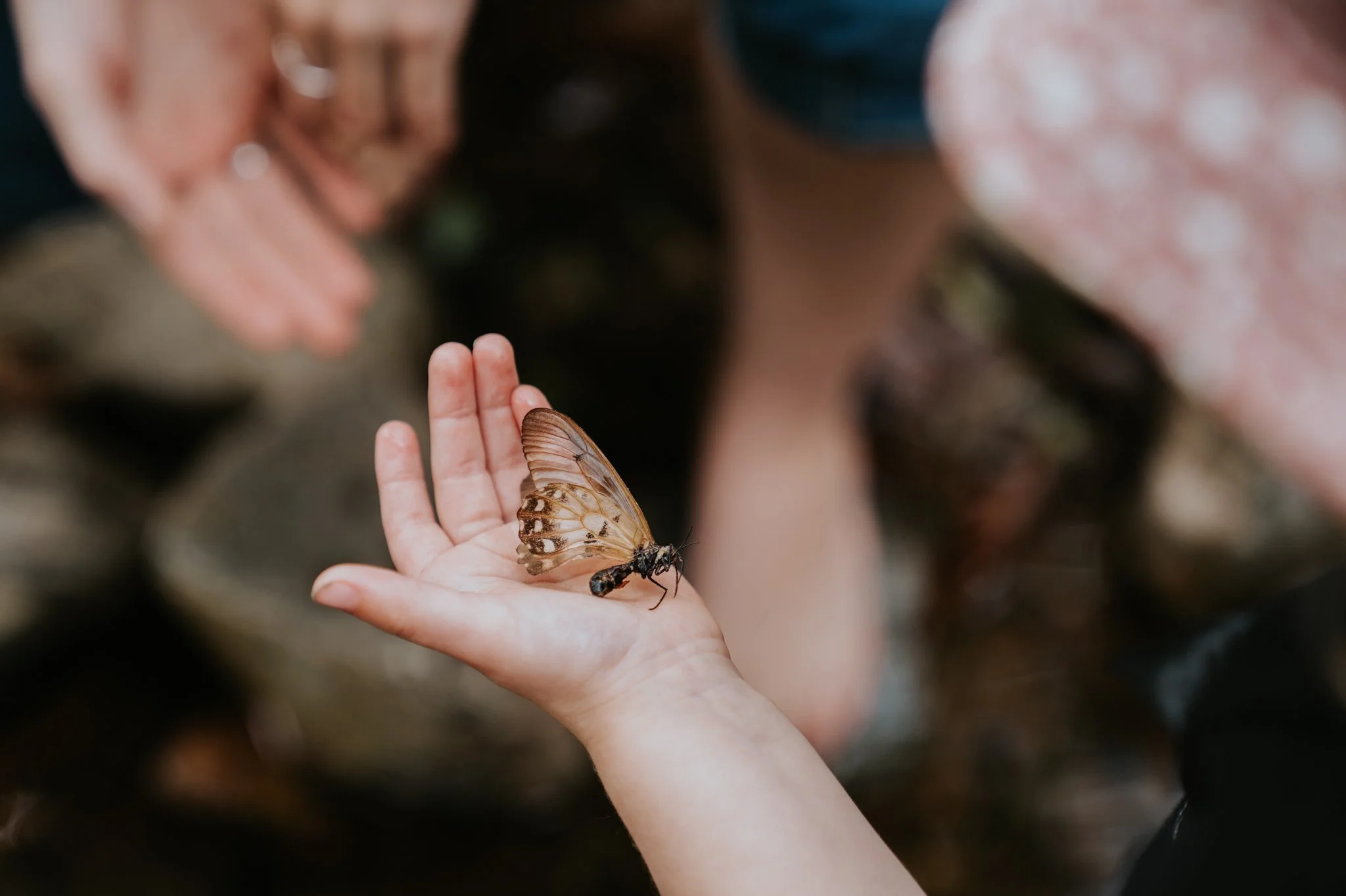 camp holiday camp holiday programme kids birthday party holiday care school holiday workshops risky play forest school bush school nature play child wellbeing healthy kids outdoor kids south east queensland brisbane sunshine coast holistic growth