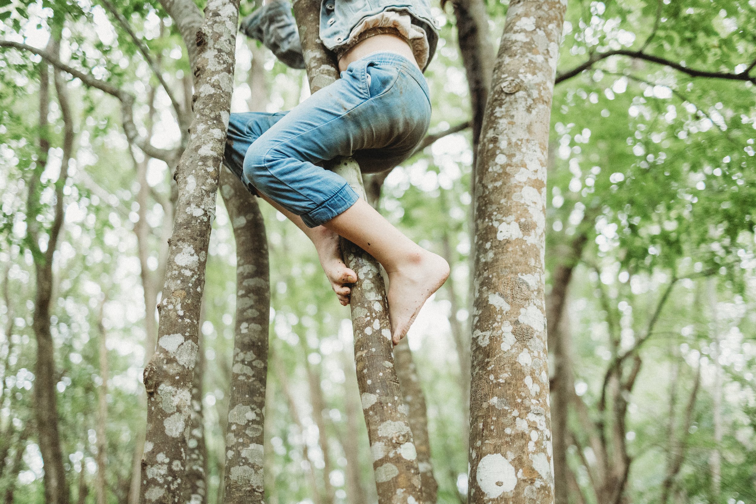 7 Best Tree Climbing Spots in Brisbane and Sunshine Coast — Wildlings  Forest School