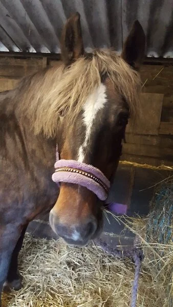Tips for veteran horses