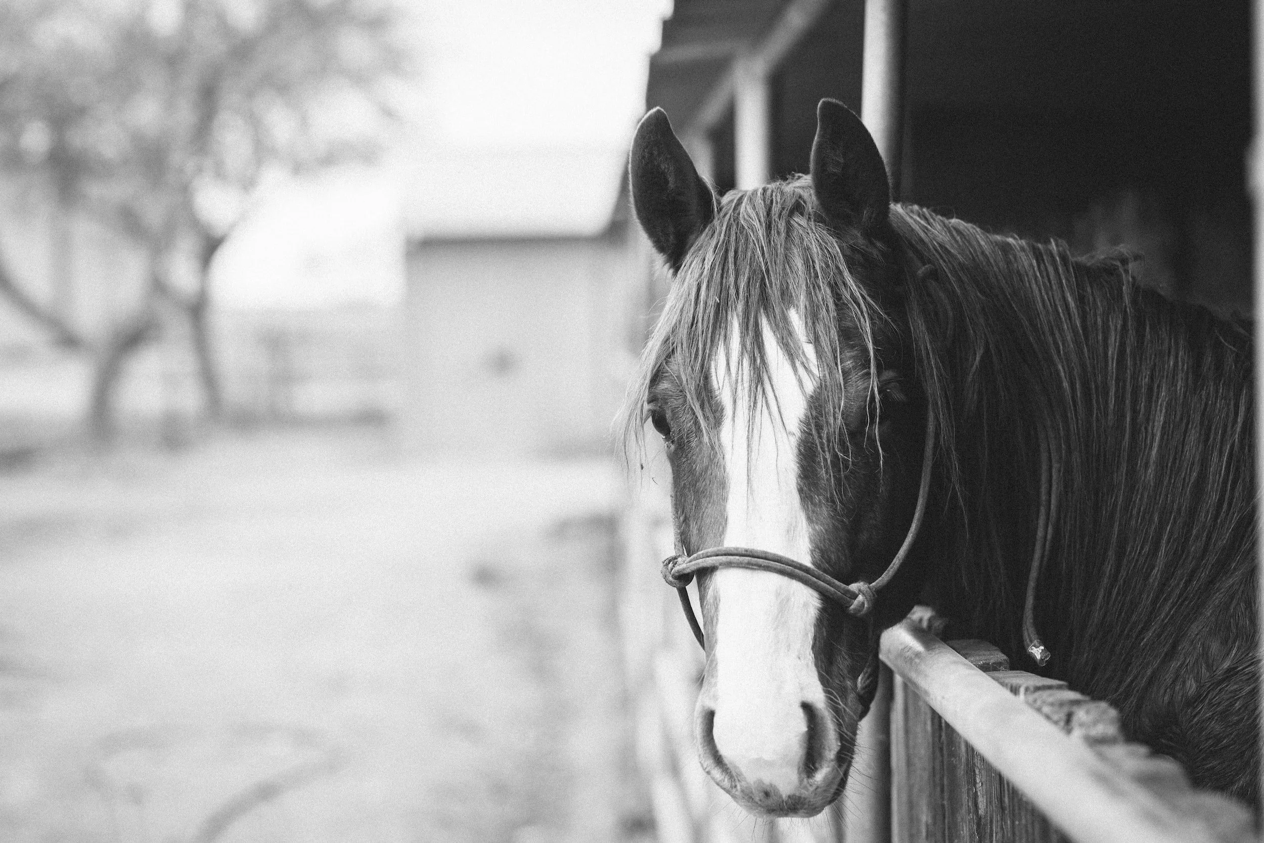 Equine gait assessment
