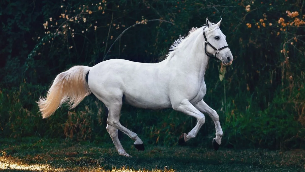 White horse cantering in field