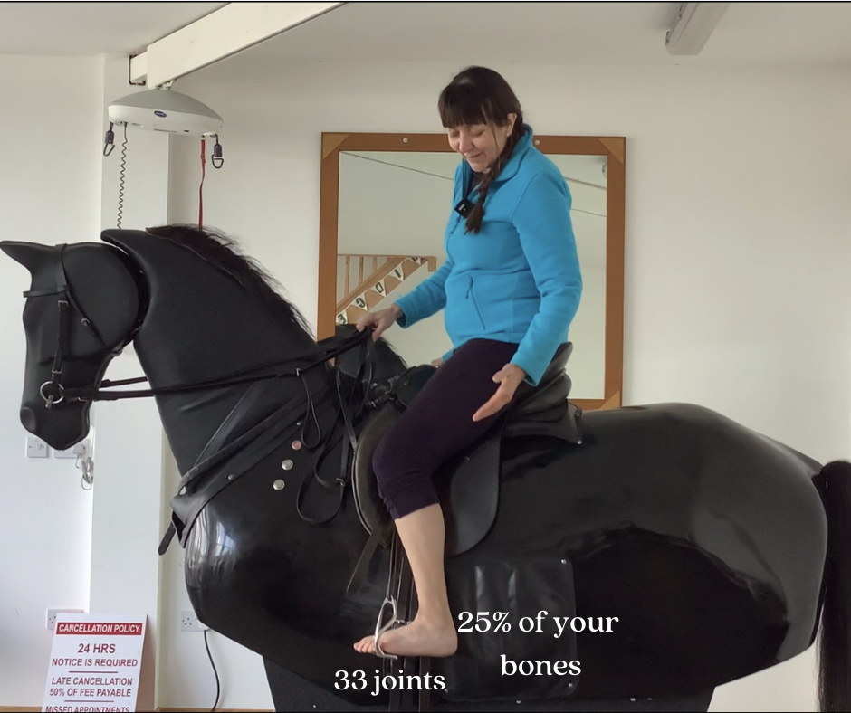 Improve your English language  Horse anatomy, Horses, Horse lessons