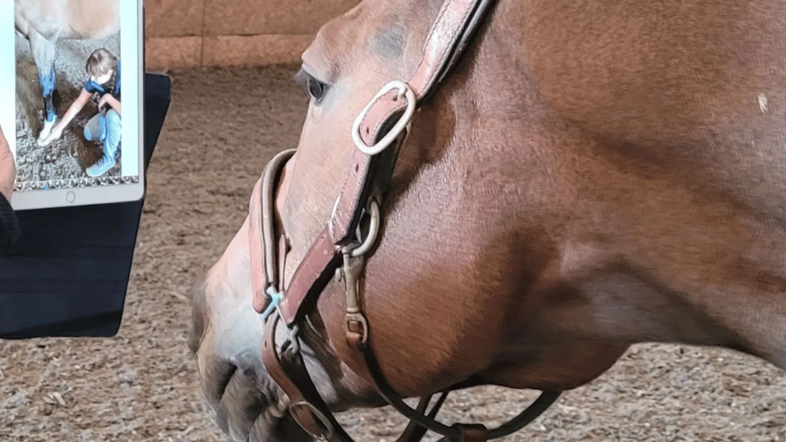 Rider and horse online biomechanic courses.jpg