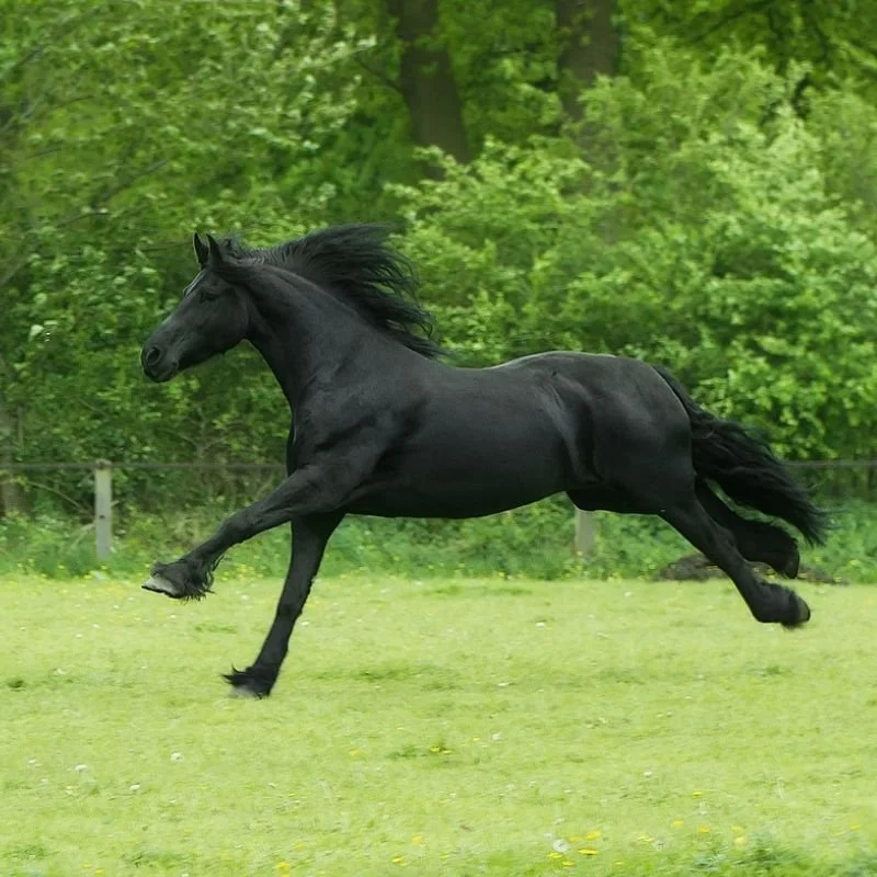 Horse galloping across a field