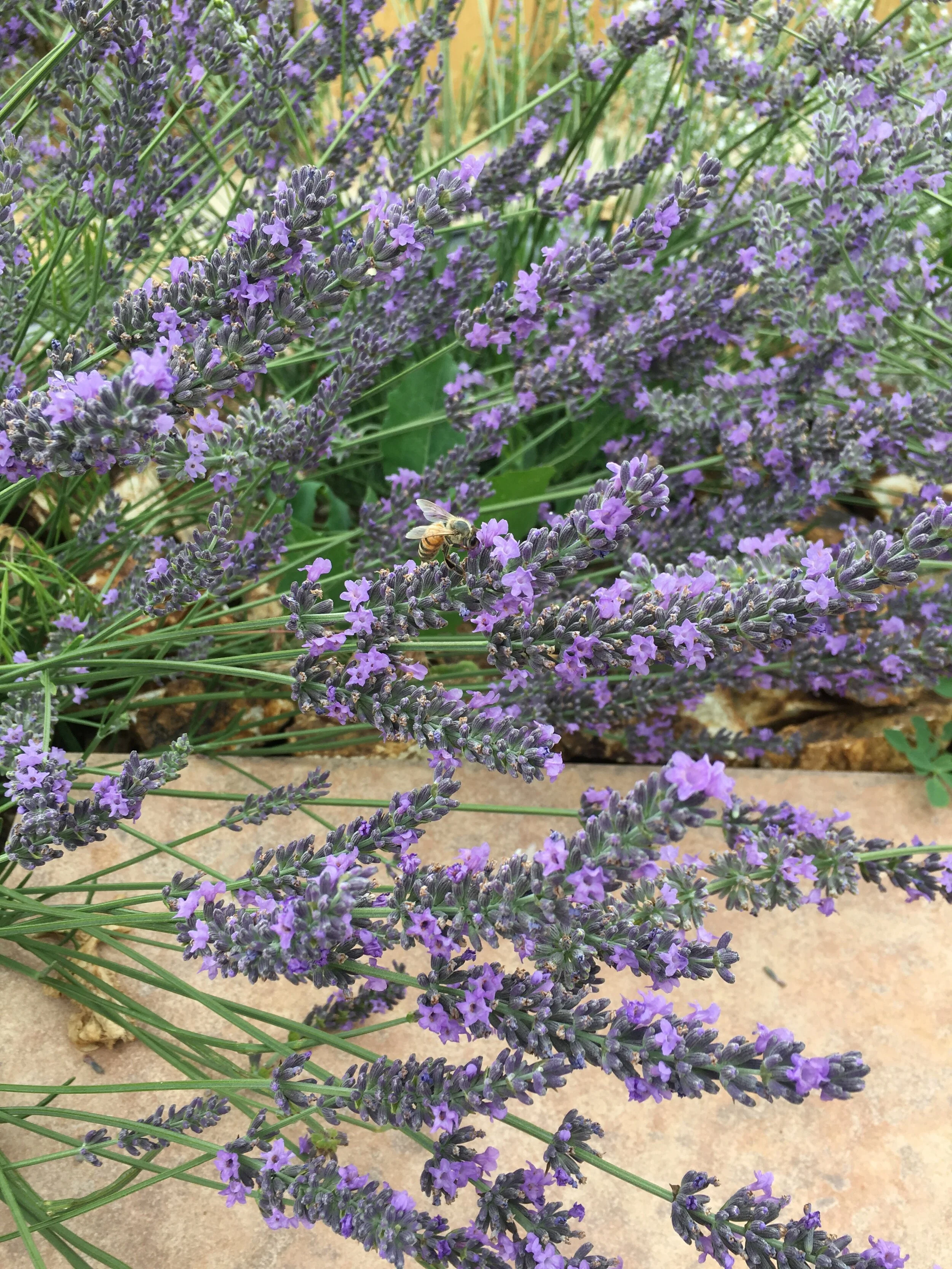 bee on lavender leaf.jpg