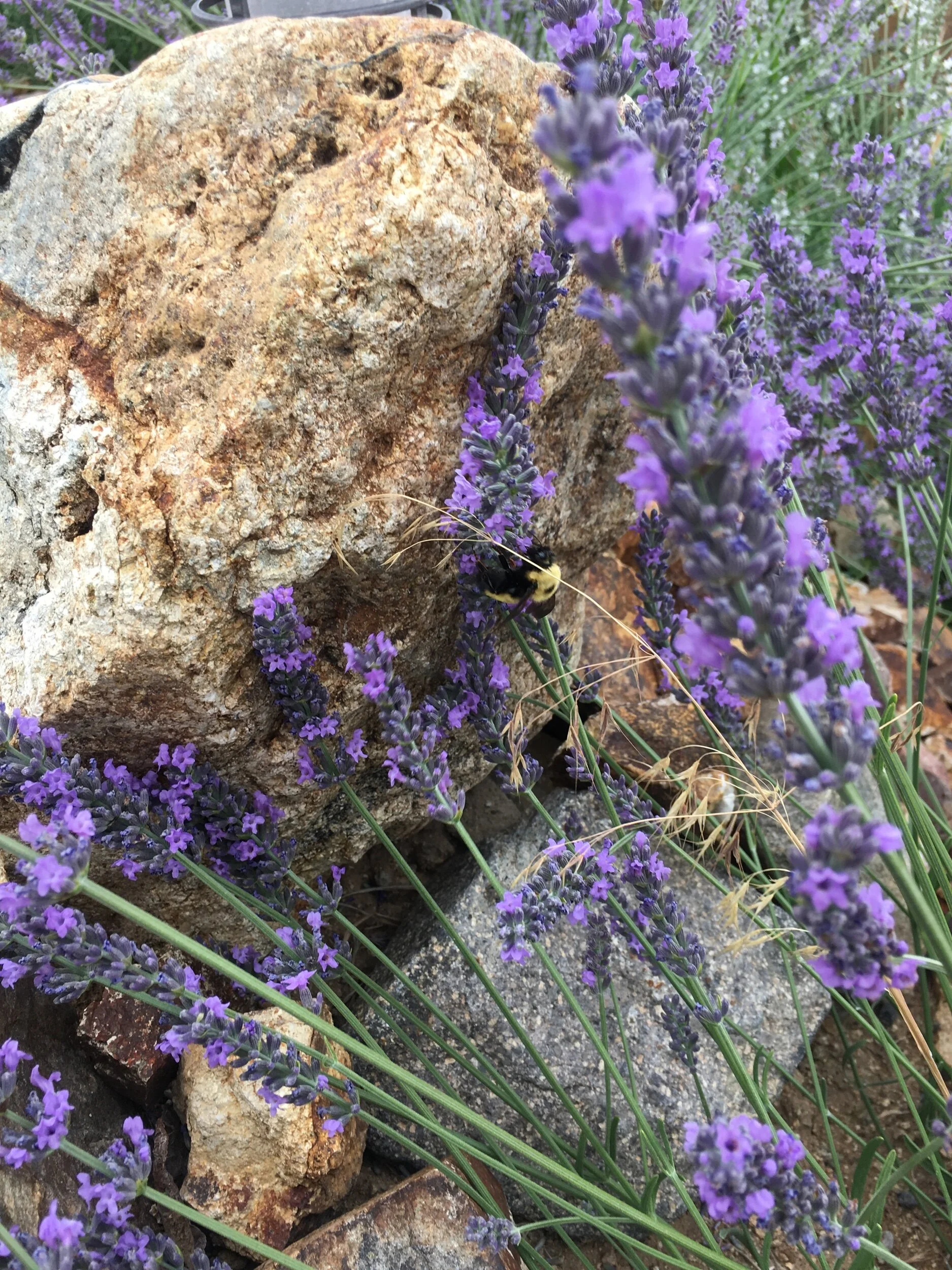 IMG_1333.jpeg