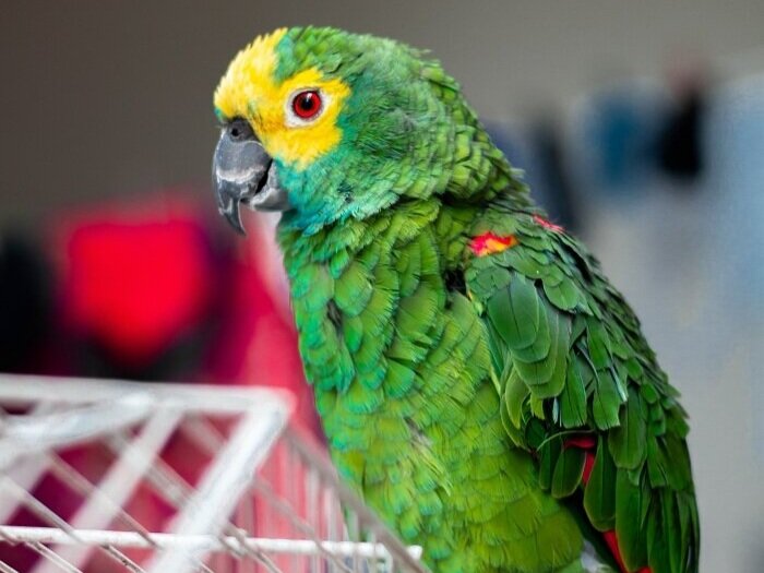 small pet boarding near me