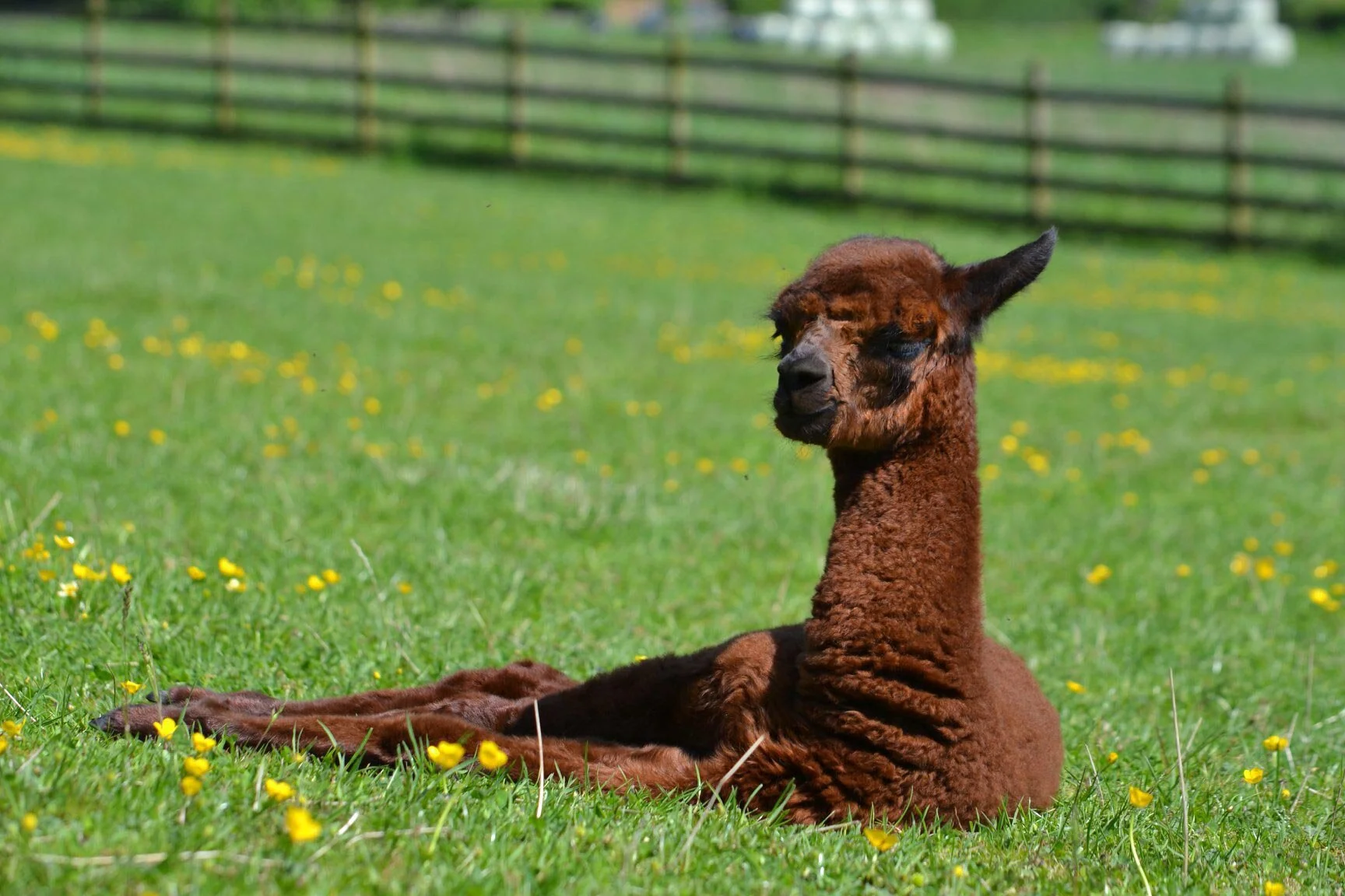 alpacas_banner.jpg