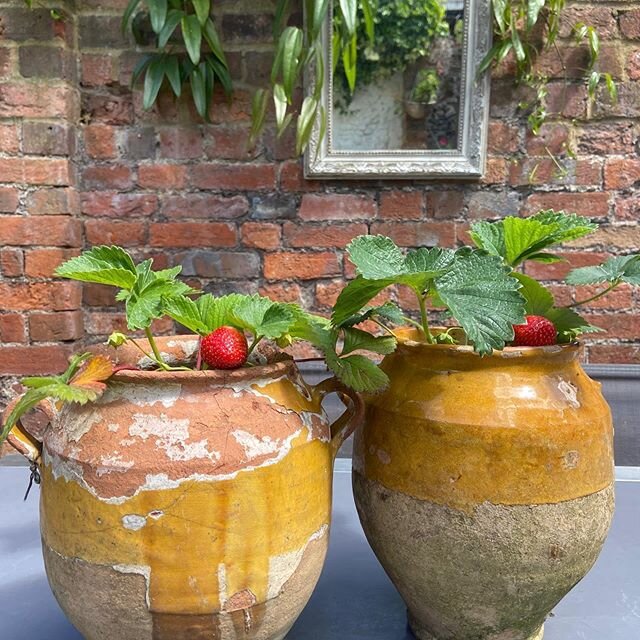 Gorgeous Confit Pots with my favourites...albeit there are only two !!! But I&rsquo;m feeling happy to have grown something successfully. Confit pots available on the website www.chateauvalwndeinteriors.com #createyourownstyle #garden#confitpots #hom