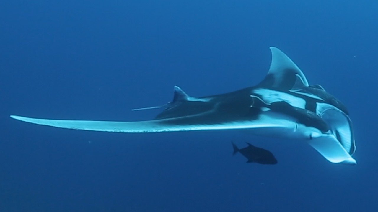 Northernmost record of a leucistic Mobula birostris in the EasternTropical Pacific