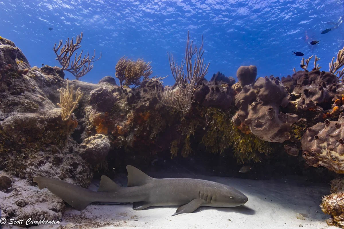 nurse shark pano.jpg