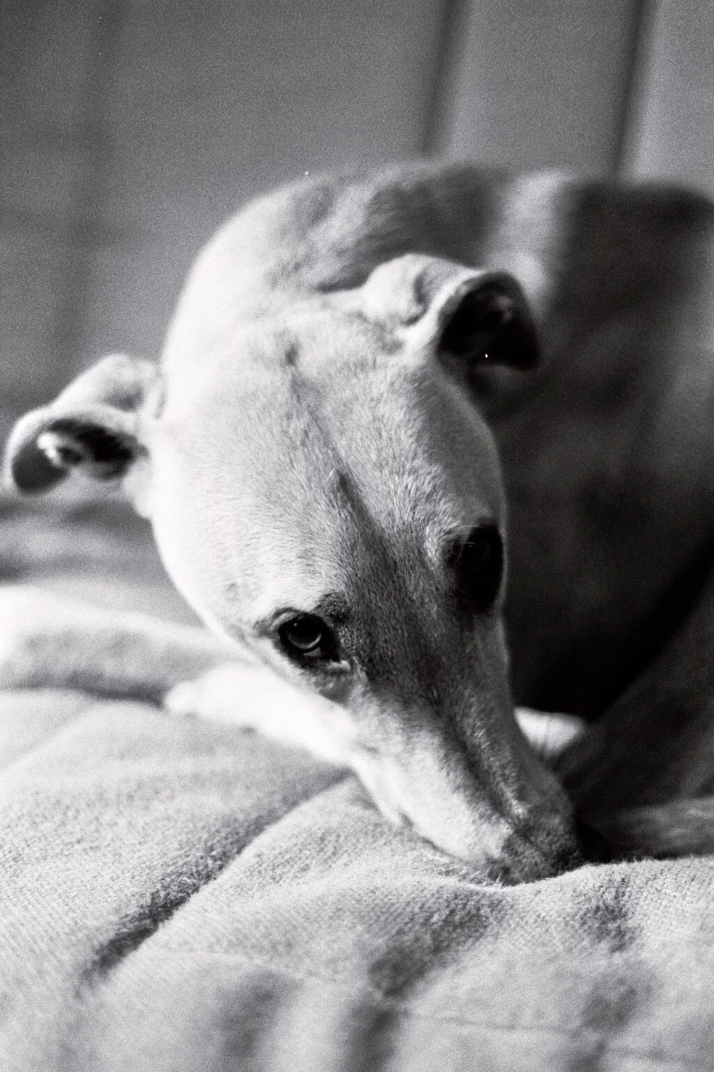 Bonsai 3.jpg