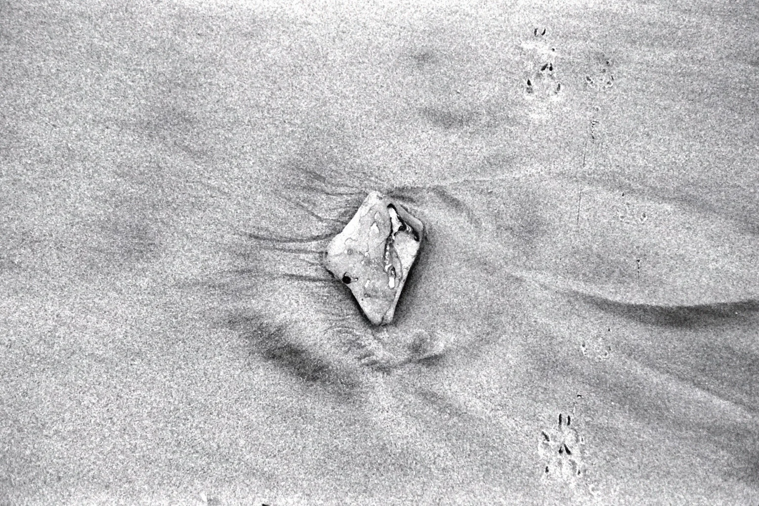 Cayton Bay 12.jpg