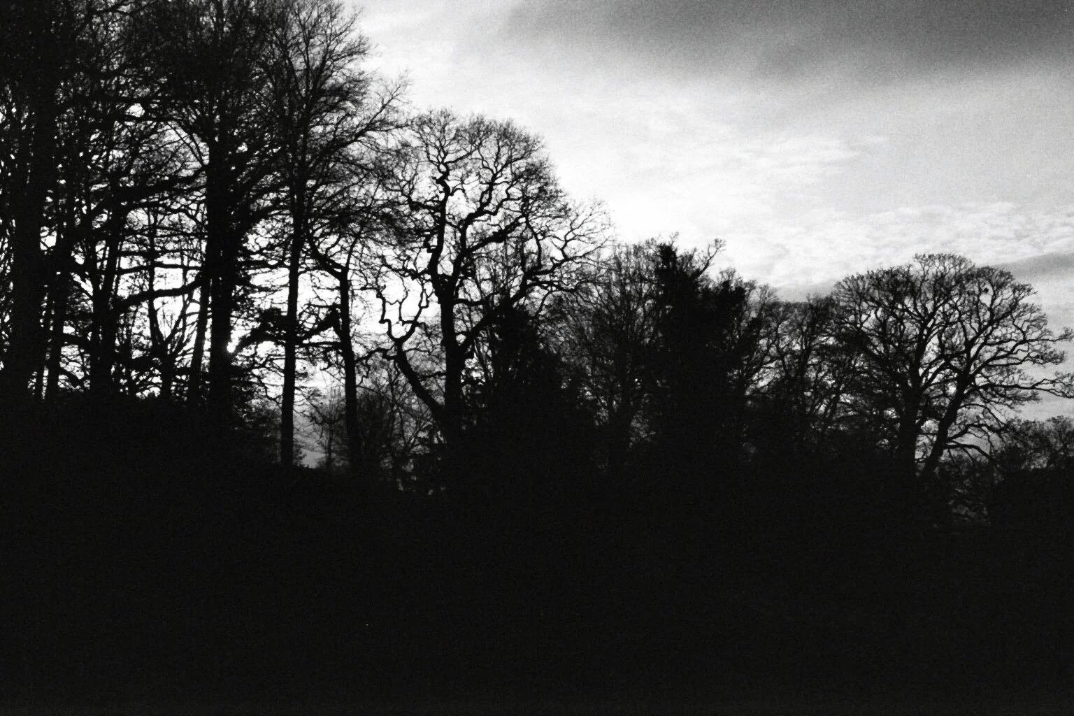 Tree Scape.jpg