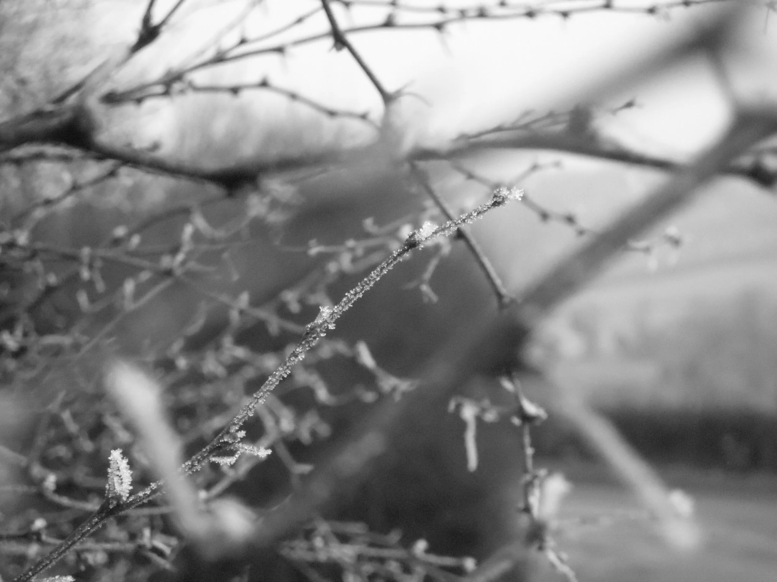 Granary Twigs.JPG